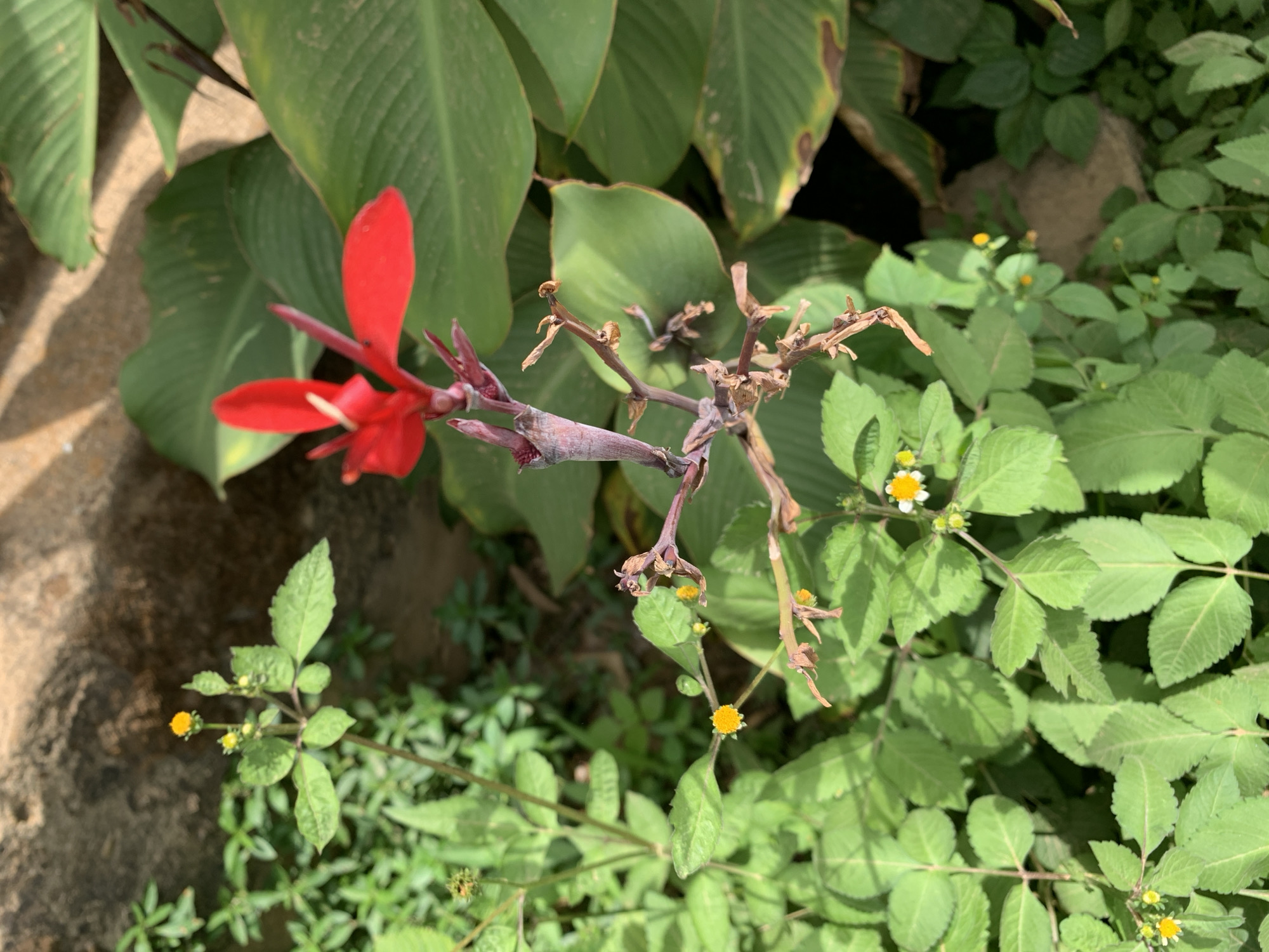 The image shows a patch of vegetation with a red flower in the center-left. Large, green leaves are clustered behind the flower, while smaller green plants with tiny yellow and white flowers surround it. A dried, brown stem with remnants of flowers rises next to the red flower. A concrete or stone surface is visible in the bottom-left corner. The location is Rafin Par, Nigeria.