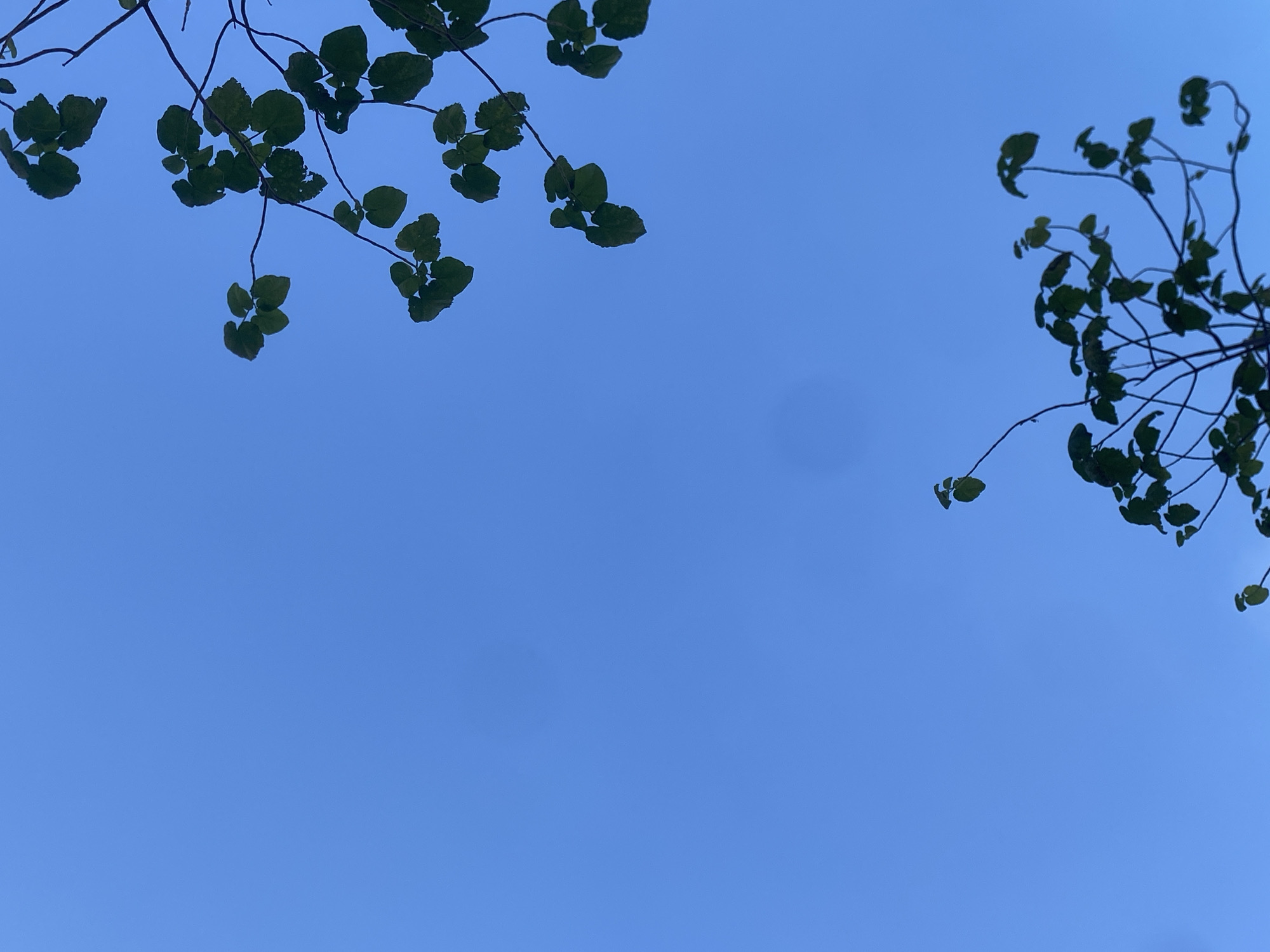 A clear blue sky fills the frame, with the tops of two silhouetted trees visible against it. The trees have dark branches and green leaves, with the branches of one tree extending from the upper right of the image and the other from the bottom center. The image was captured in Yangi Andijan, Uzbekistan.