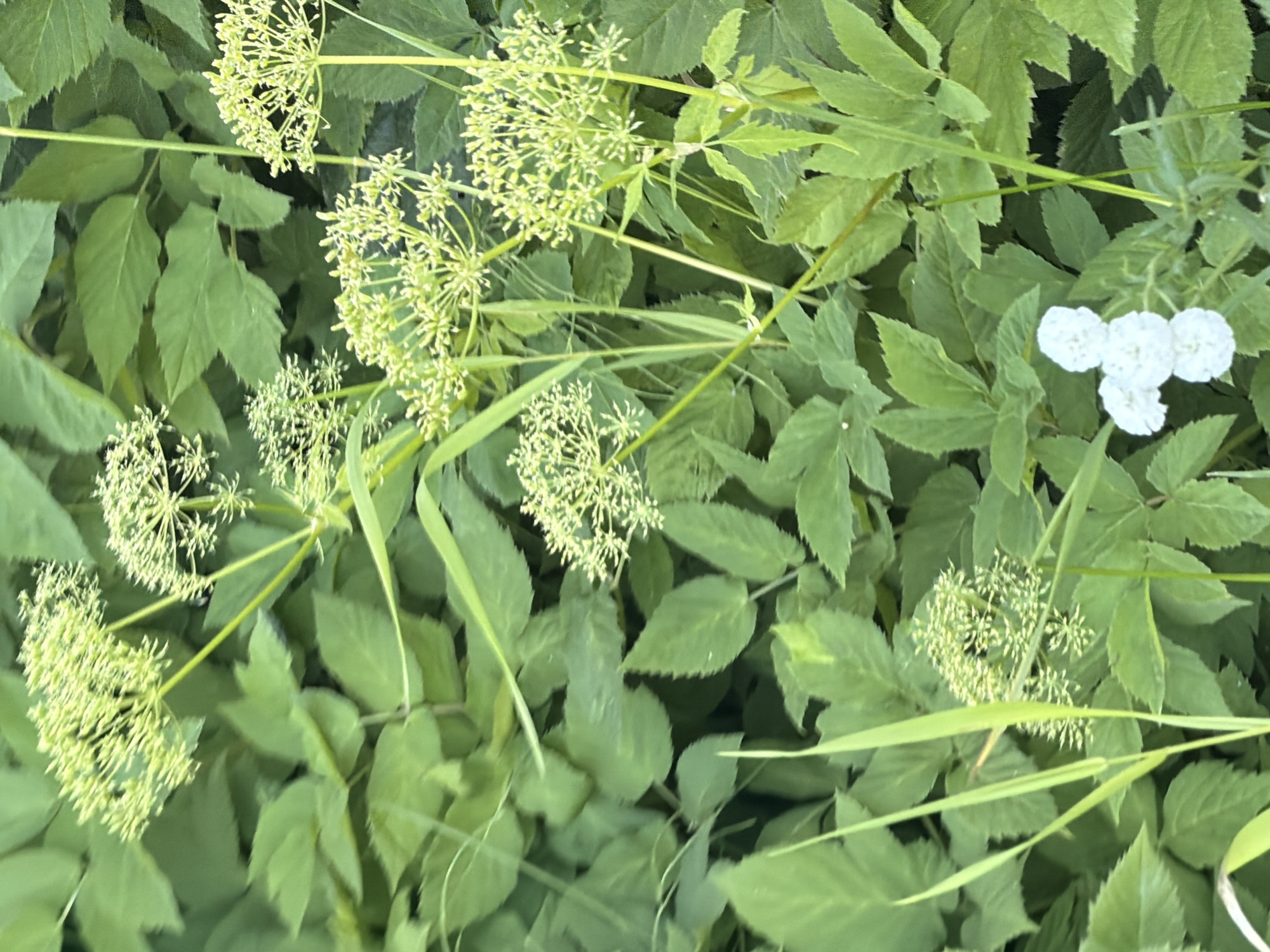 The image is a close-up, vertically oriented photograph of dense green foliage with clusters of small, pale green flower umbels. The flowers appear to be in the early stages of blooming, with many tightly packed buds. Several thin, grass-like blades of green are also visible in the foreground, intermingled with the leaves. In the lower right quadrant of the image, a small cluster of white flowers with a rounded shape is visible. The background consists of many large, serrated green leaves, creating a lush and somewhat blurred effect. The lighting suggests it is daytime, with natural light illuminating the scene. The location in Okha, Russia, is not visually evident from the image content itself; this information is external to the visual data. There are no people, animals, or specific urban features depicted.