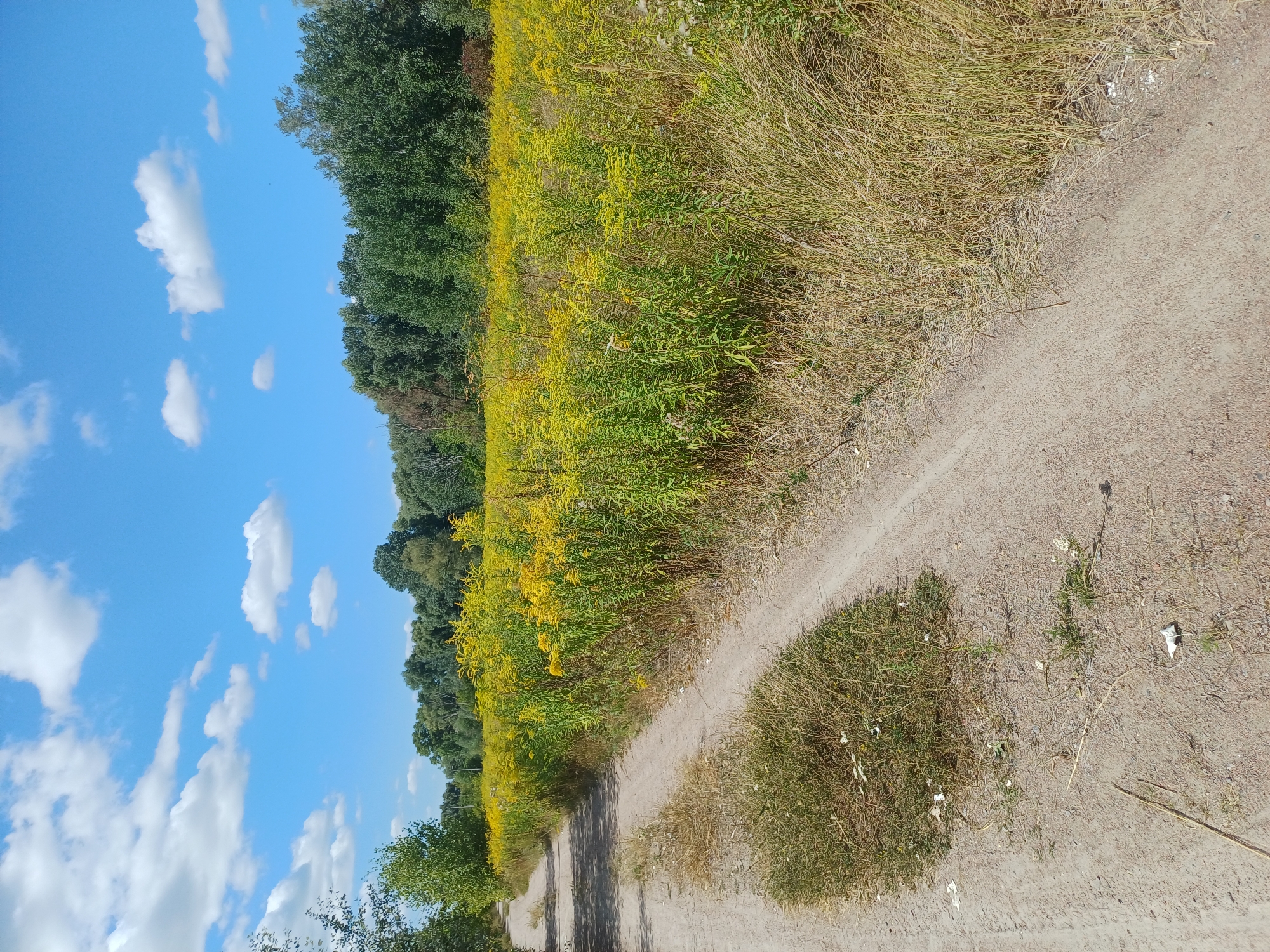 This is a photograph taken outdoors in Sulymivka, Ukraine, on a sunny day. The scene depicts a rural landscape featuring a dirt road leading through a field of tall, yellow wildflowers. The road is unpaved and appears to be a track or path rather than a maintained road. On either side of the road, the field is densely populated with vibrant yellow blossoms, suggesting a late summer or early autumn bloom. Beyond the field, a line of dense green trees forms the horizon. The sky above is a clear blue, dotted with fluffy white clouds. The overall impression is one of natural beauty and tranquility in a rural setting. There are no people or animals visible in the image.