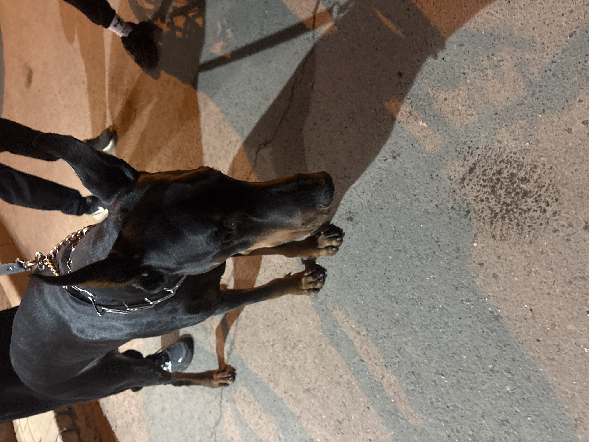 A close-up, angled shot shows a black and tan Doberman Pinscher dog on a concrete surface, likely a sidewalk or street. The dog is wearing a chain collar and a leash is visible, being held by someone whose legs and shoes are partially in the frame. The concrete surface has variations in texture and color. Shadows are cast on the concrete, likely from streetlights or buildings. The image doesn't provide enough information to place the scene within Krasnoyarsk, Russia.