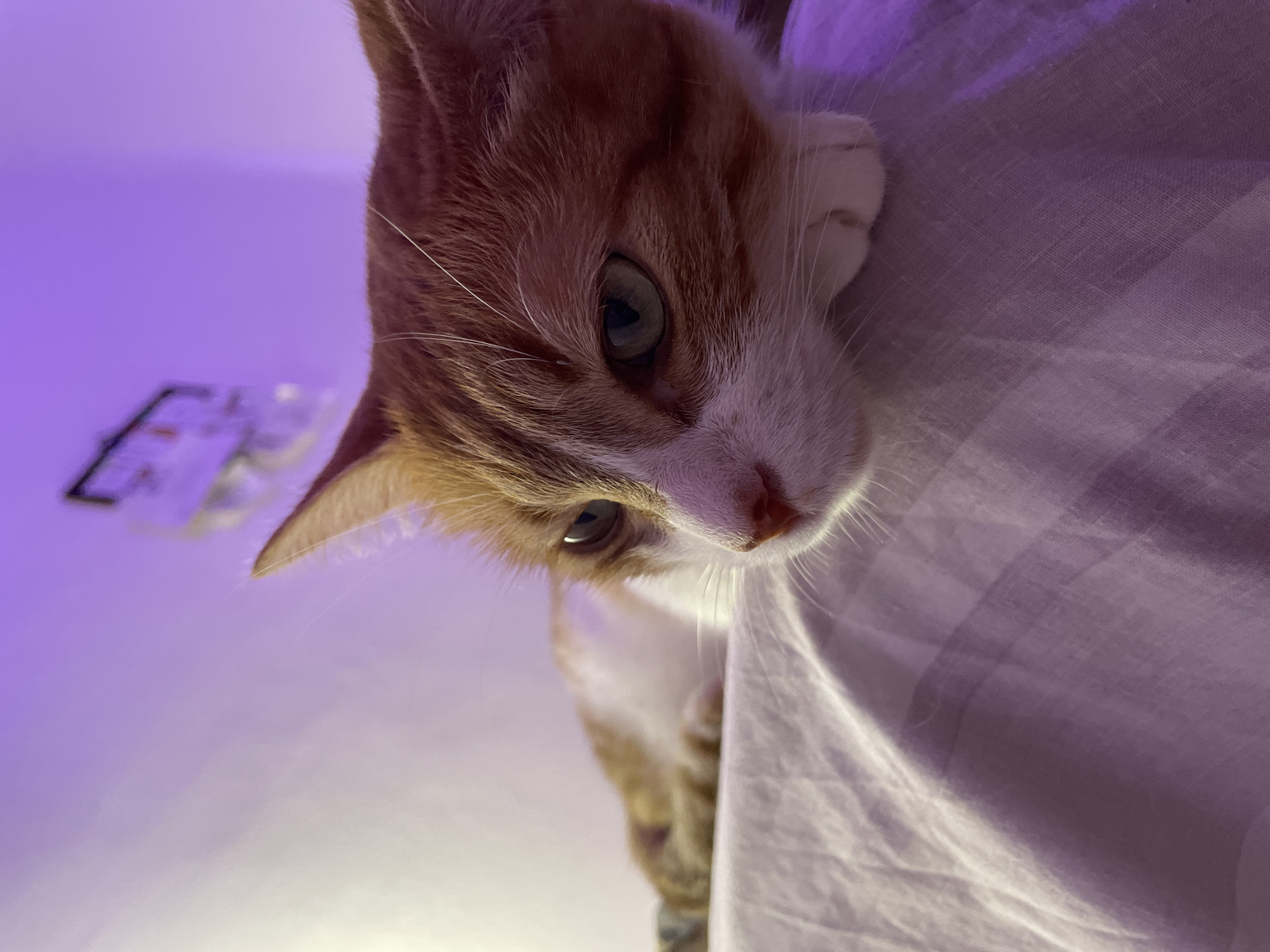 A close-up, low-angle shot shows an orange and white cat looking down from above a white sheet or fabric. The cat has green eyes and is partially in focus. The background features a light purple wall with a blurry object in the upper left. The lighting is dim, and the overall perspective is looking upwards at the cat. There is no indication of the location being Buenos Aires, Argentina.