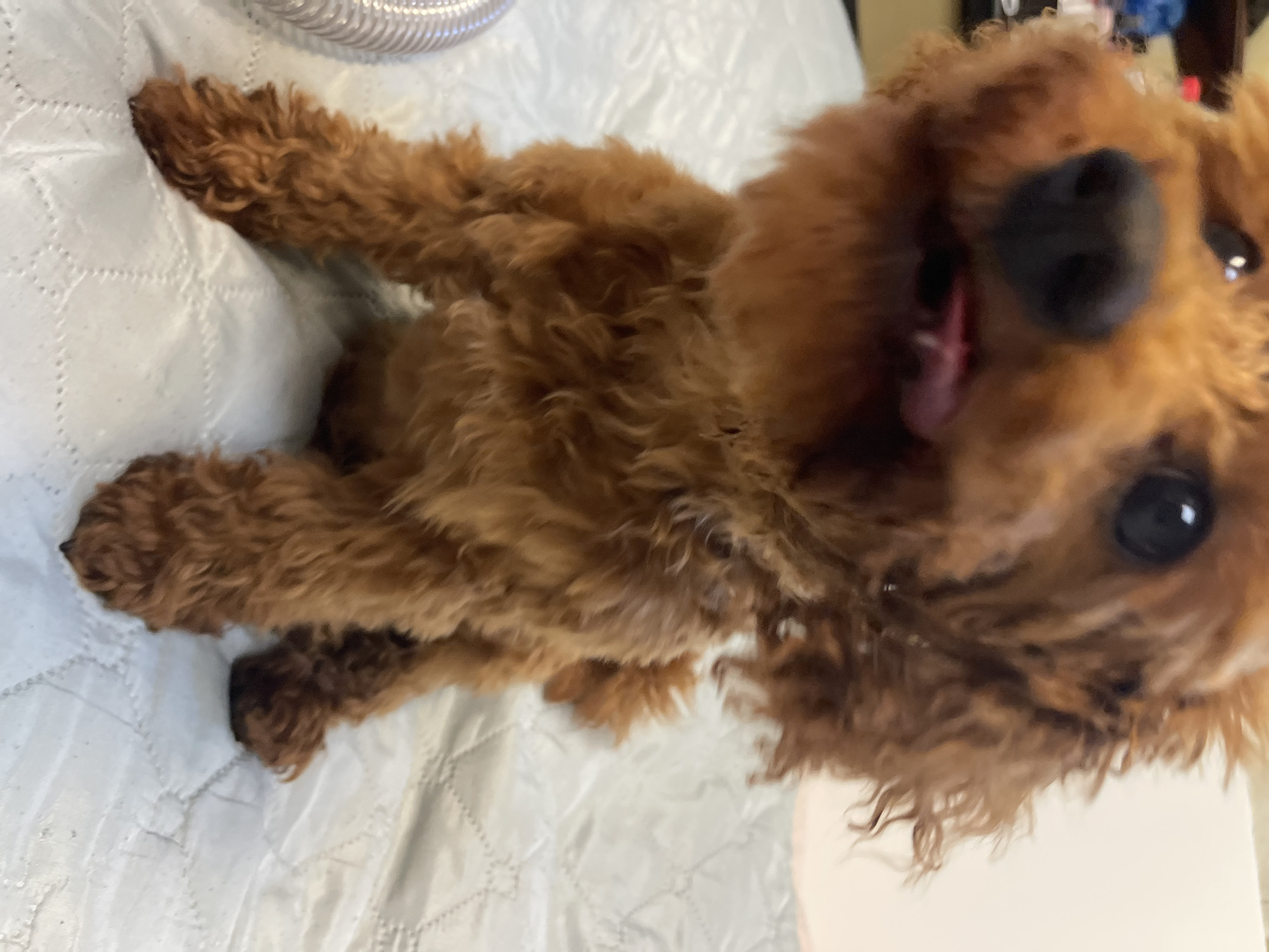 A close-up, slightly blurry, eye-level shot shows a small, reddish-brown poodle sitting on a white quilted surface. The dog's head is tilted slightly forward, and its tongue is sticking out. The background is out of focus, but appears to be a light-colored wall. No specific location in Sofia, Bulgaria, can be identified from the image.