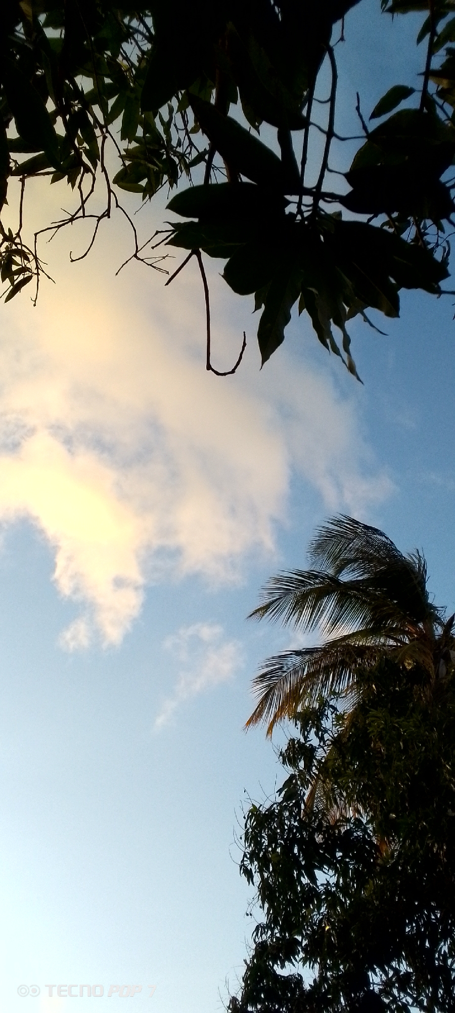 The image shows a view looking up at the sky, partially framed by trees. The sky is a gradient of blue, with clouds illuminated by a warm, possibly sunset or sunrise, light. Silhouetted foliage and branches are visible at the top of the frame. Towards the bottom right, the fronds of a palm tree can be seen amongst darker green foliage. The photo was taken with a TECNO POP 7 mobile device. The location is Altagracia, Venezuela.
