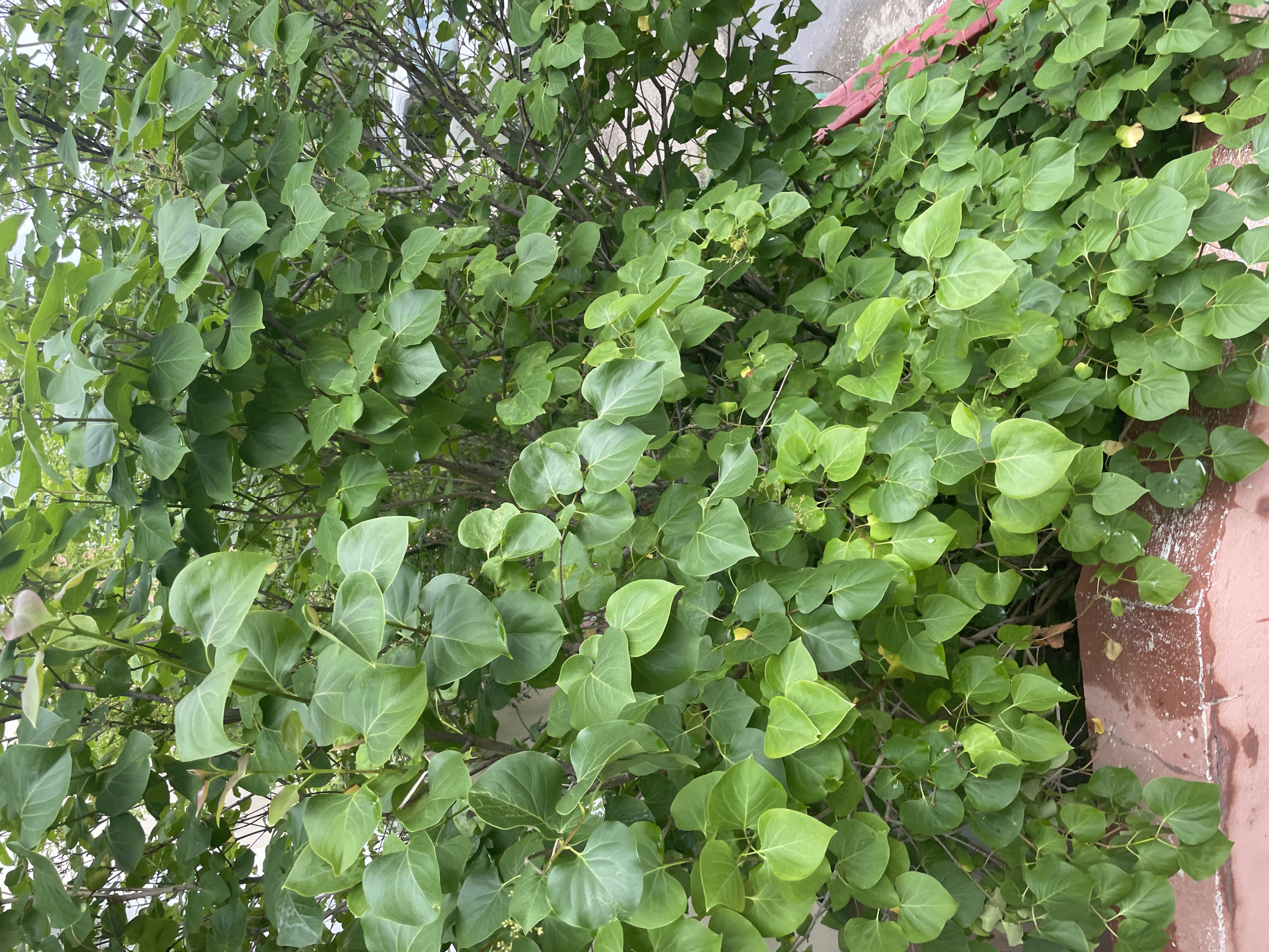 The image is a medium shot of a dense green bush with heart-shaped leaves. The bush is located next to a reddish-brown, textured surface, possibly a wall or planter, and a paved area visible in the background. There are no people or animals visible in the image. The lighting suggests it is daytime, and the leaves appear to be slightly damp, possibly from rain.