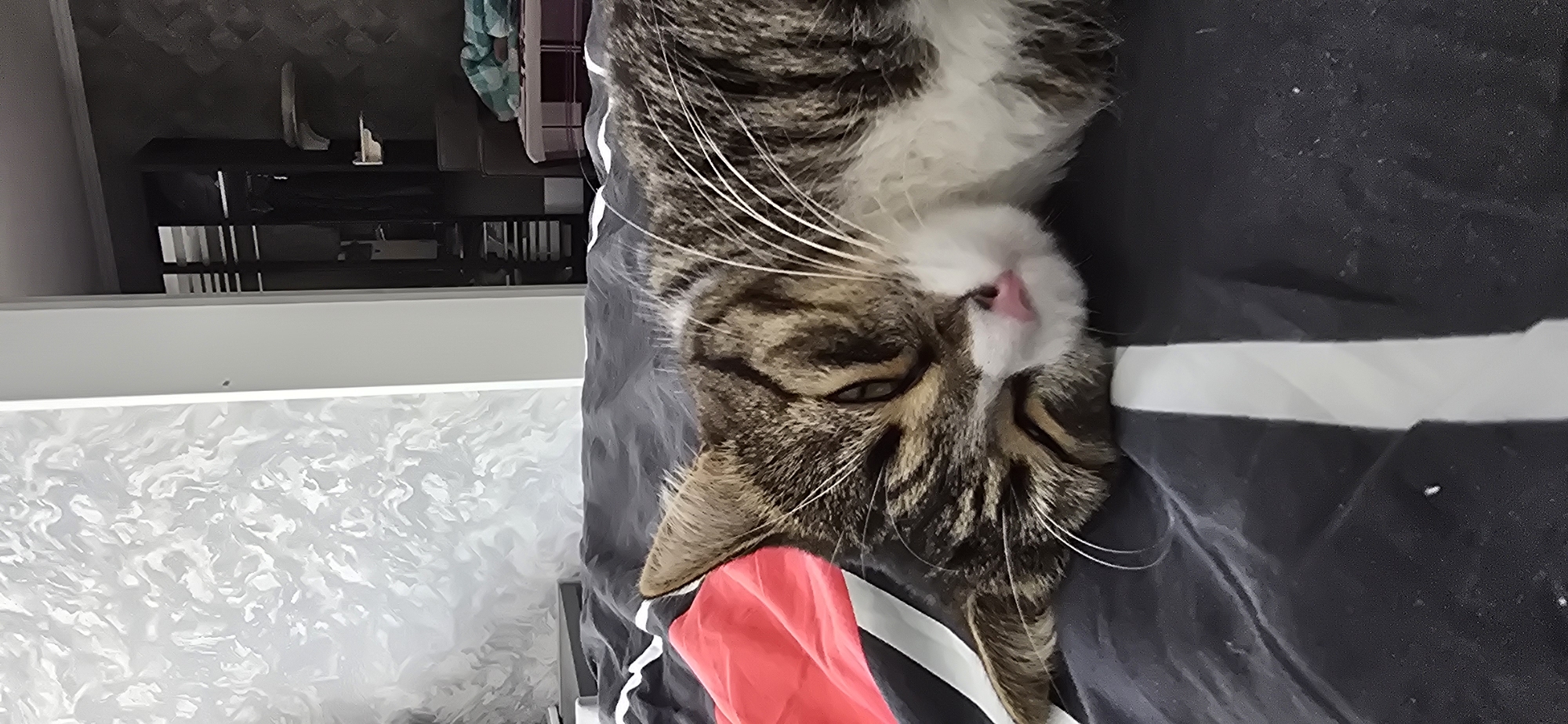 A tabby cat with white markings is sleeping on a bed with striped bedding. The cat's head is resting on its paw, and its eyes are closed. The bedding has dark gray, white, and red stripes. In the background, there is a wall with a textured pattern and a closet with shelves.