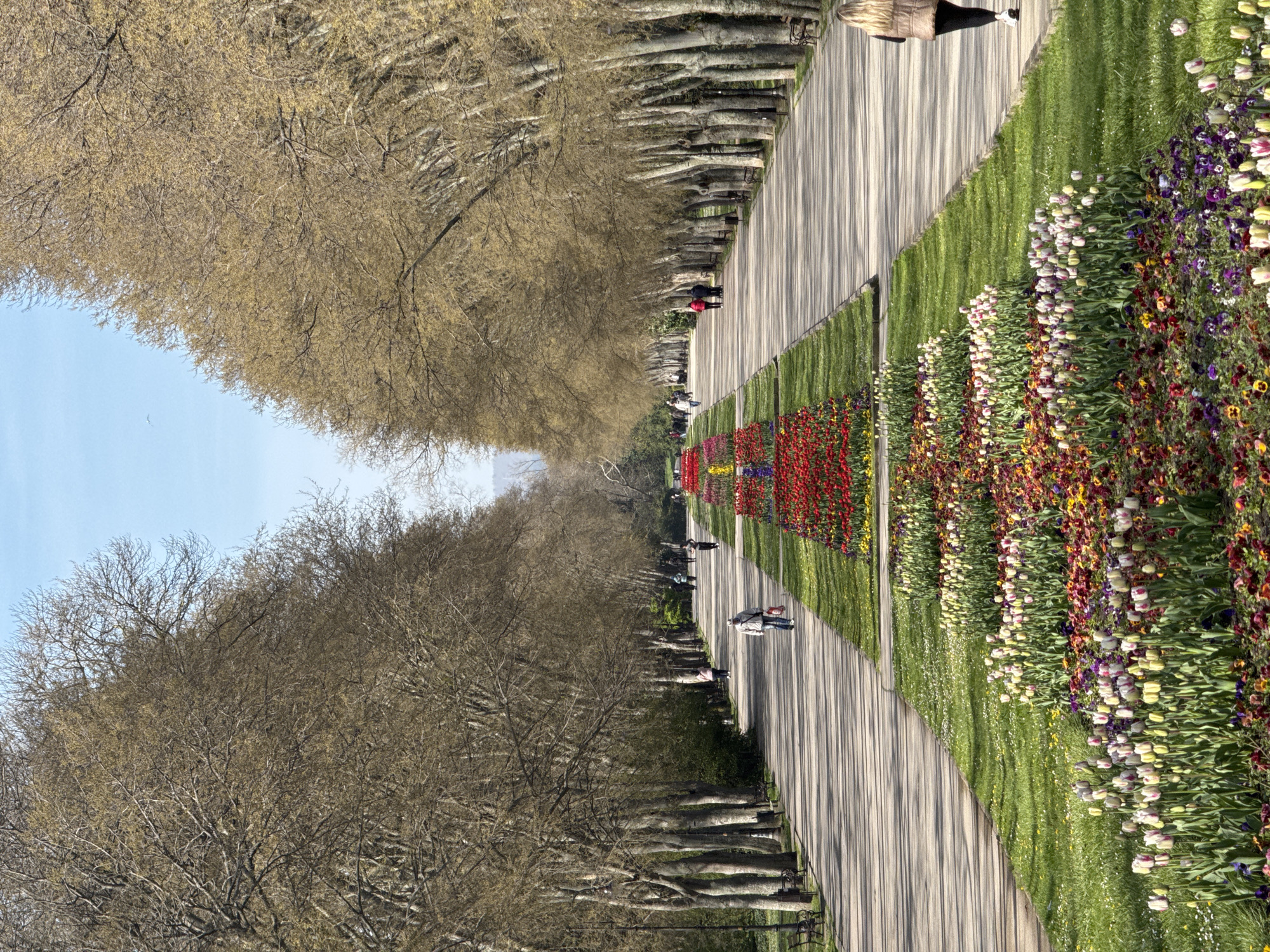The image captures a wide, straight promenade or avenue extending into the distance under a clear blue sky. The paved pathway is flanked on both sides by rows of mature, deciduous trees with bare branches, suggesting early spring as some show initial budding. These trees create a natural canopy overhead, casting long, distinct shadows across the path, indicating either morning or late afternoon sunlight.
On the right side of the pathway, a wide strip of lush green grass borders extensive flowerbeds. These beds are meticulously arranged with vibrant blooms, including dense rows of red, yellow, and multi-colored tulips, as well as beds of smaller, mixed-color flowers such as pansies.
Several individuals are seen walking casually along the promenade, enjoying the peaceful atmosphere and the colorful floral display. One person in the foreground on the right wears a light jacket. Further down the path, other walkers are visible. The overall scene suggests a leisurely stroll through a well-maintained park or garden, characteristic of a public recreational area. No text is visible in the image. The setting is in Varna, Bulgaria.
