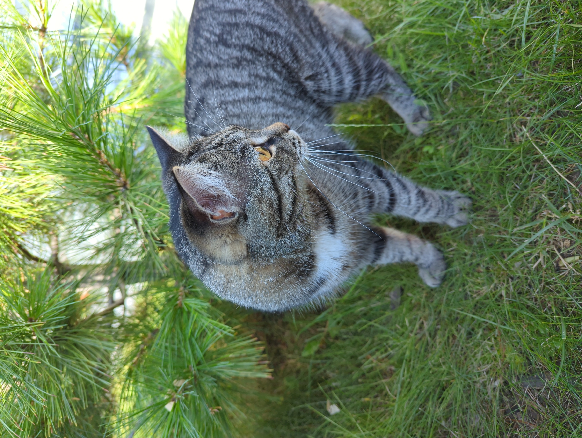 A medium shot shows a tabby cat standing on green grass next to a pine tree. The cat is facing right, with its head turned slightly to the right. It has yellow eyes and white whiskers. The cat's fur is striped gray and black, with some white fur on its chest. The background is blurred, but appears to be a sunny day with some blue sky visible through the pine needles. The image was taken in Tenishevo, Russia.