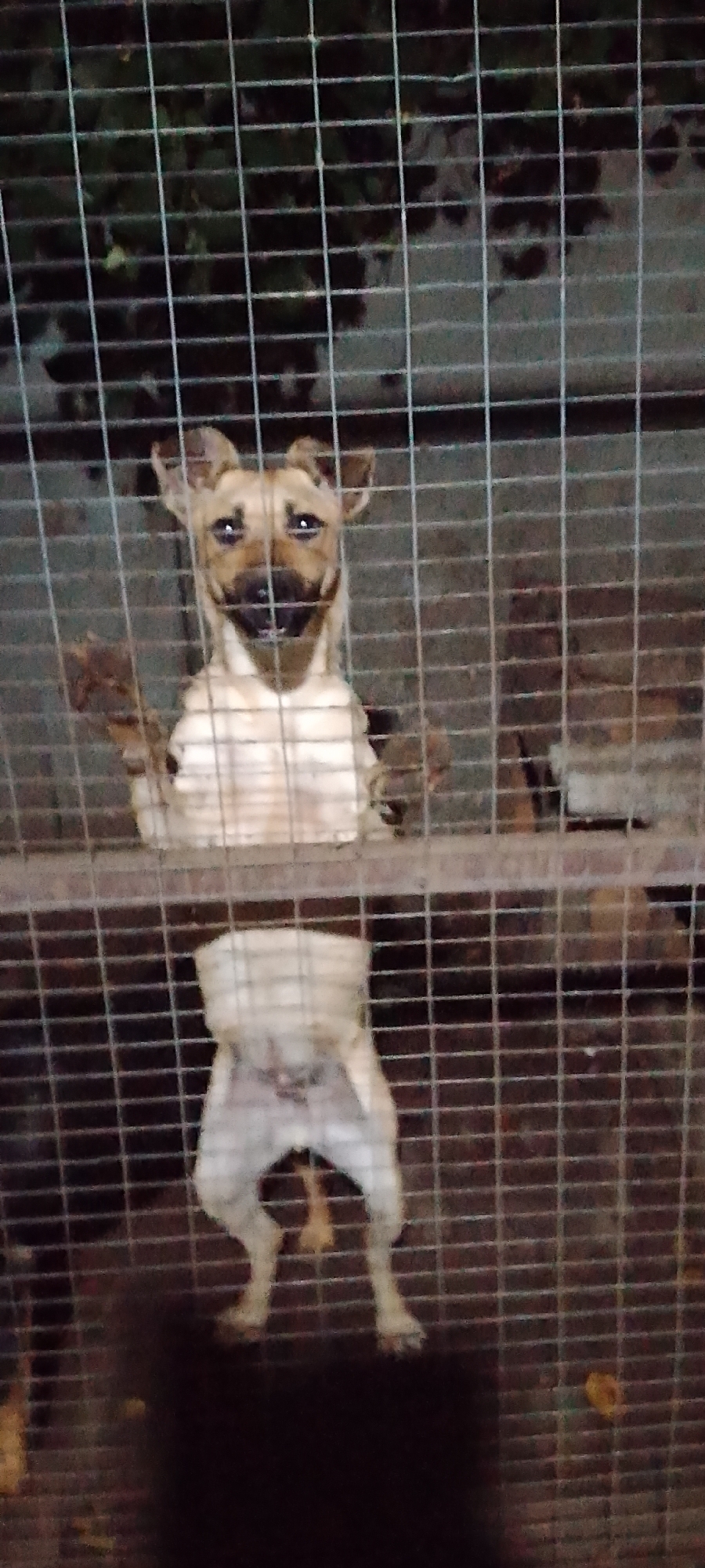 An image shows a dog behind a wire fence. The dog is light brown and white, with large ears and a dark nose. Its mouth is open, revealing its teeth and tongue. The dog is standing on its hind legs, with its front paws resting on the fence. The background is dark and out of focus, but appears to be an outdoor environment with some vegetation. The image is grainy and appears to have been taken at night or in low light conditions. There is no information in the image to suggest the location in the city of Belgorod, Russia.
