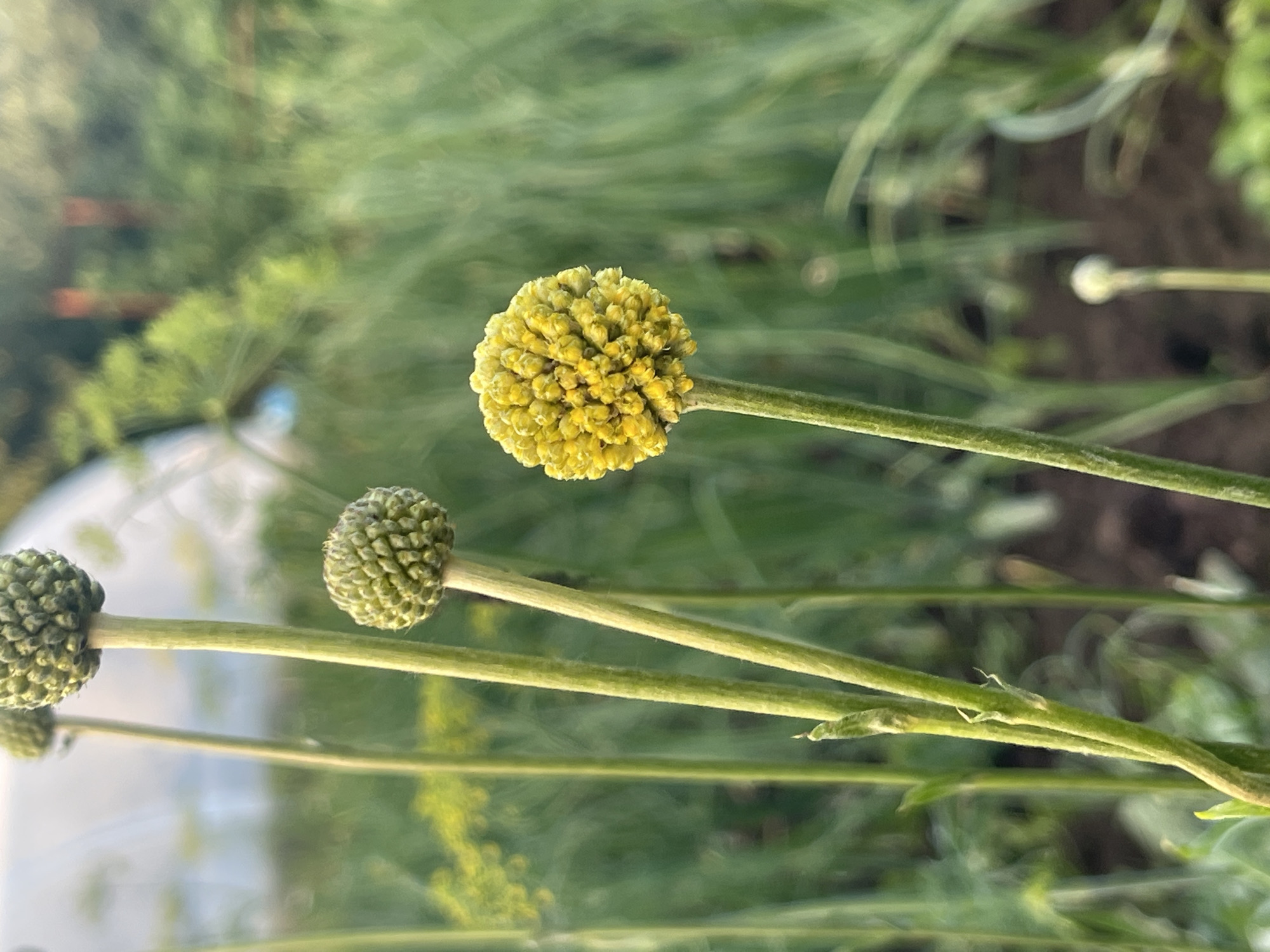 The image is a close-up, eye-level, outdoor photograph taken in the city of Perevoznoe, Russia, focusing on several plants. In the foreground, a thin, green stem supports a round, yellow flower head composed of numerous tiny florets. To the left and slightly behind this flower, another green stem rises, topped with a spherical, green bud, and further back, another similar bud is visible. The background consists of blurred green foliage and vegetation, suggesting a garden or natural setting. The lighting appears to be natural daylight, with soft shadows and a shallow depth of field that blurs the background.