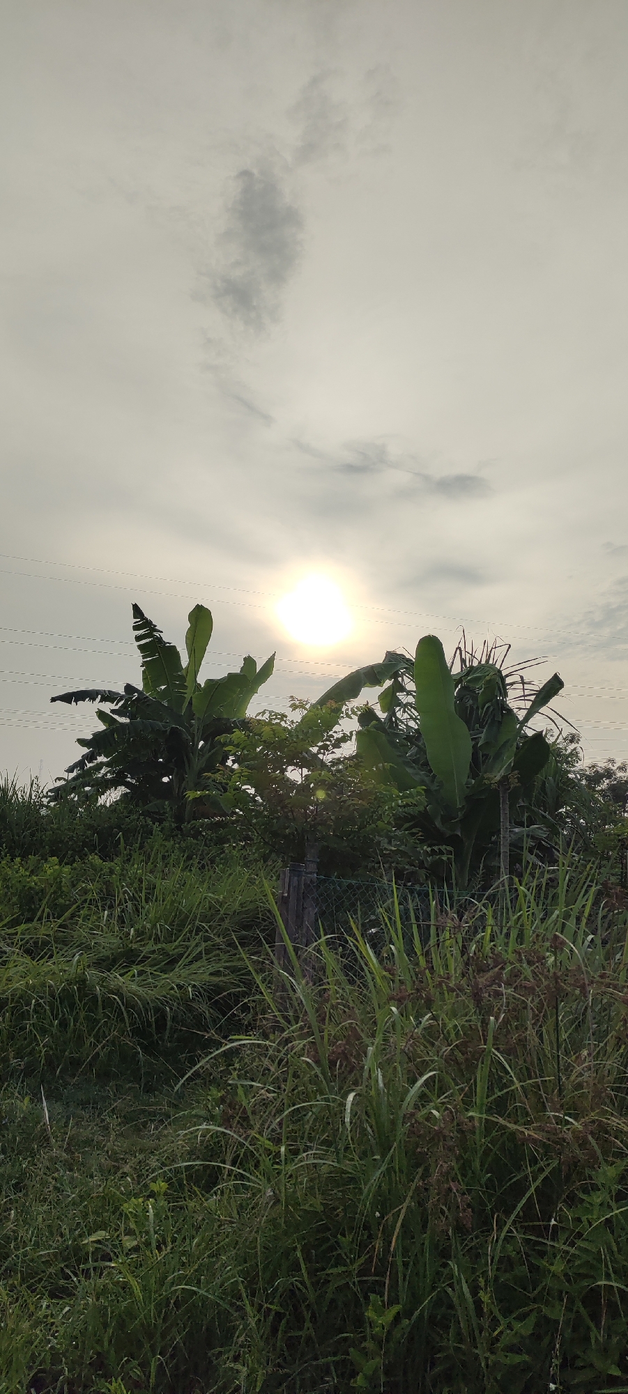The image depicts a natural scene with a bright sun in a cloudy sky, appearing to be over a rural area in Lhokseumawe, Indonesia. Lush green vegetation, including banana trees and tall grasses, dominates the foreground and midground. There are also what appear to be power lines stretched horizontally across the sky. A fence with wooden posts and wire mesh is partially visible in the middle ground, suggesting a boundary or property line. The overall impression is one of a serene, outdoor environment, possibly in the early morning or late afternoon given the sunlight's intensity and the cloud cover.