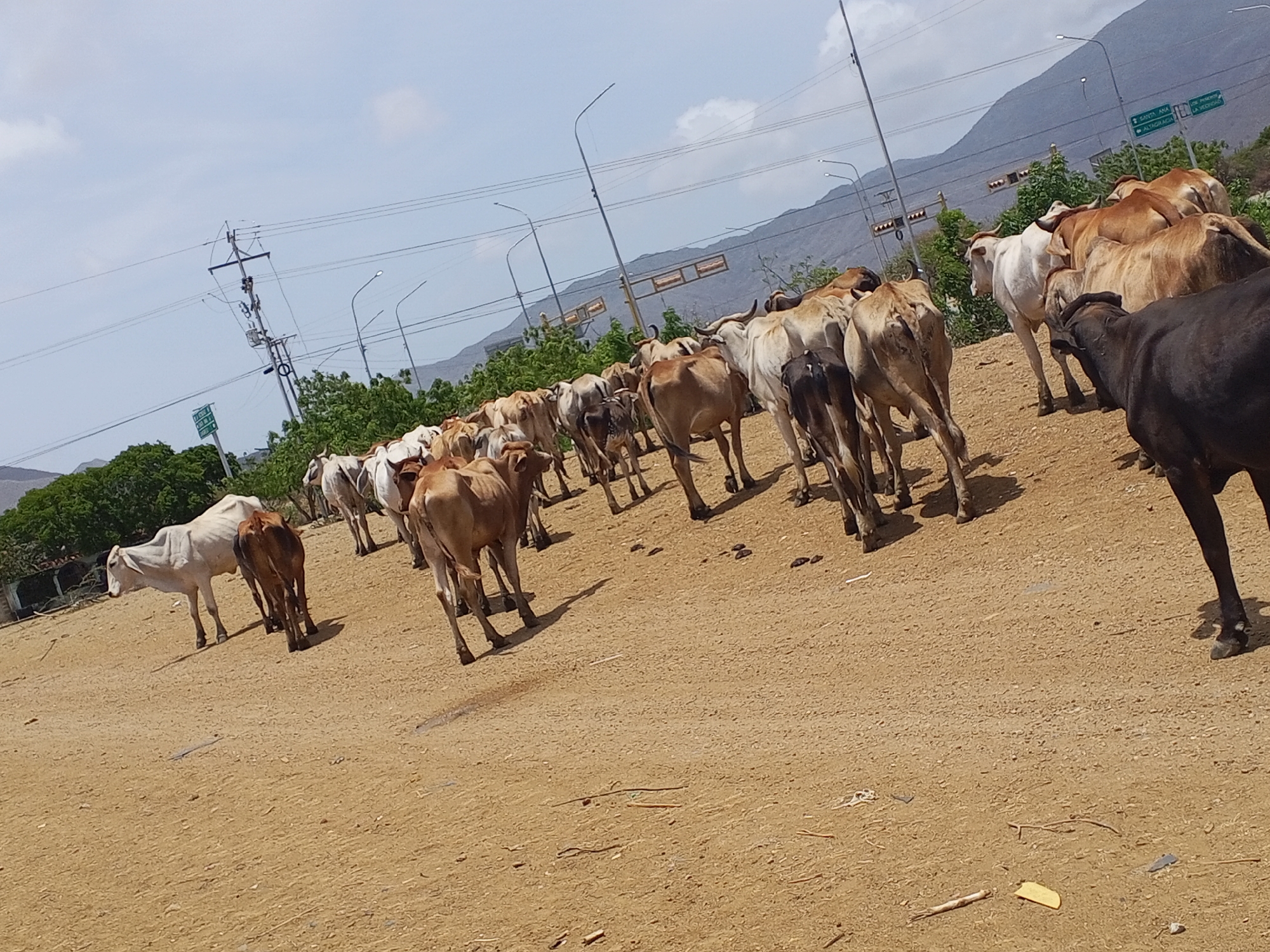 The image depicts a herd of cows in an urban environment. The location appears to be near an intersection with street signs directing to "Gazeta Ana" and "Altaciacia" in one direction and "Los Proceres" and "La Vecinona" in another. A black cow is in the foreground with other cattle in the background, standing on a dusty, dirt surface. Overhead power lines, street lights, and distant mountains are also visible. The sky is partly cloudy.