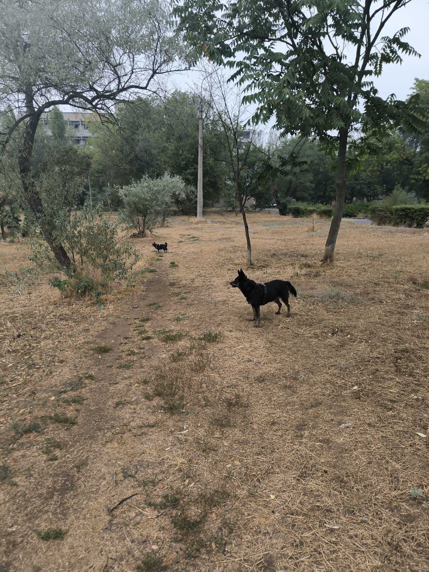 A medium-sized, black dog with a harness stands on dry, yellow grass in a park. In the background, a smaller black dog is visible walking away from the camera on a dirt path. Trees and bushes surround the area, with a building visible through the foliage in the distance. A utility pole stands to the right of the frame. The scene appears to be in Mykolaiv, Ukraine, based on the context provided, possibly during a dry spell or late summer.