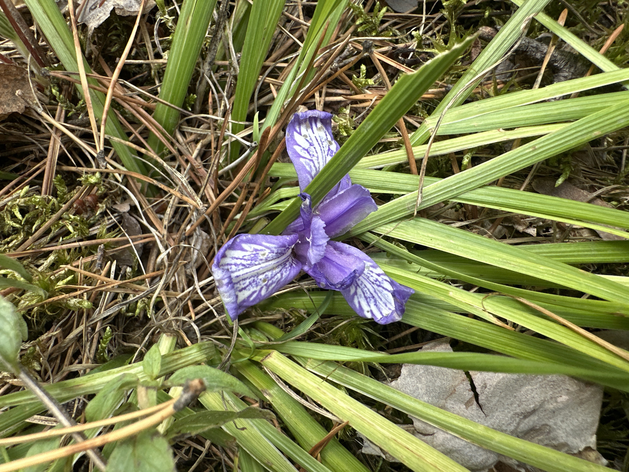 A single, purple and white striped flower lies on a forest floor in Sokolovo, Russia. The flower appears wilted and is surrounded by green grass and dry pine needles. The environment suggests a natural, outdoor setting.