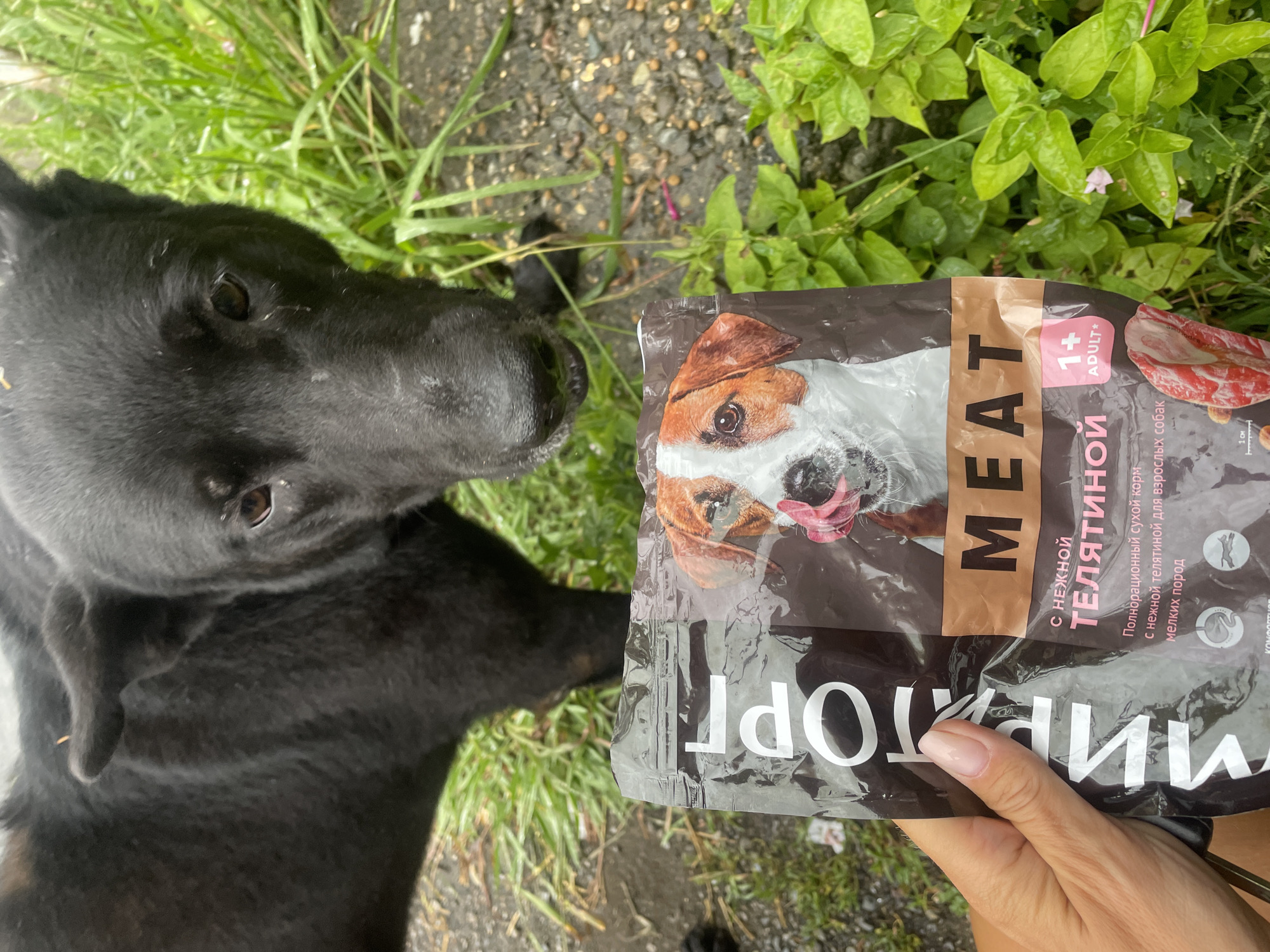 A black dog is looking down at a bag of dog food held by a person's hand. The bag is dark brown with a picture of a Jack Russell terrier licking its nose. The text on the bag is in Russian and includes the word "MEAT" in large letters. The dog's face is in focus, with its ears perked and eyes looking towards the food. The background is out of focus and shows greenery and a rough ground surface. There is no indication of the location being Baranovka, Russia.