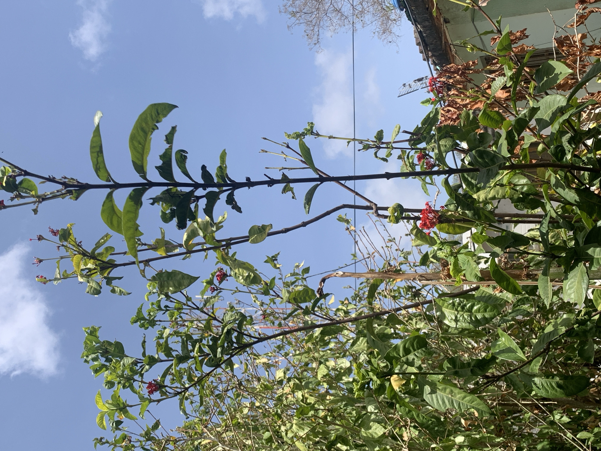 The image depicts a low-angle view of vegetation against a blue sky with scattered clouds. The vegetation includes green foliage and red flowers, with branches extending across the frame. In the upper part of the image, there is a glimpse of a building or structure with a light-colored roof. A bare tree branch is visible above the foliage. The overall impression is of a natural scene, possibly a garden or park setting. The specific location in Santa Ana, Venezuela is not apparent from the image.