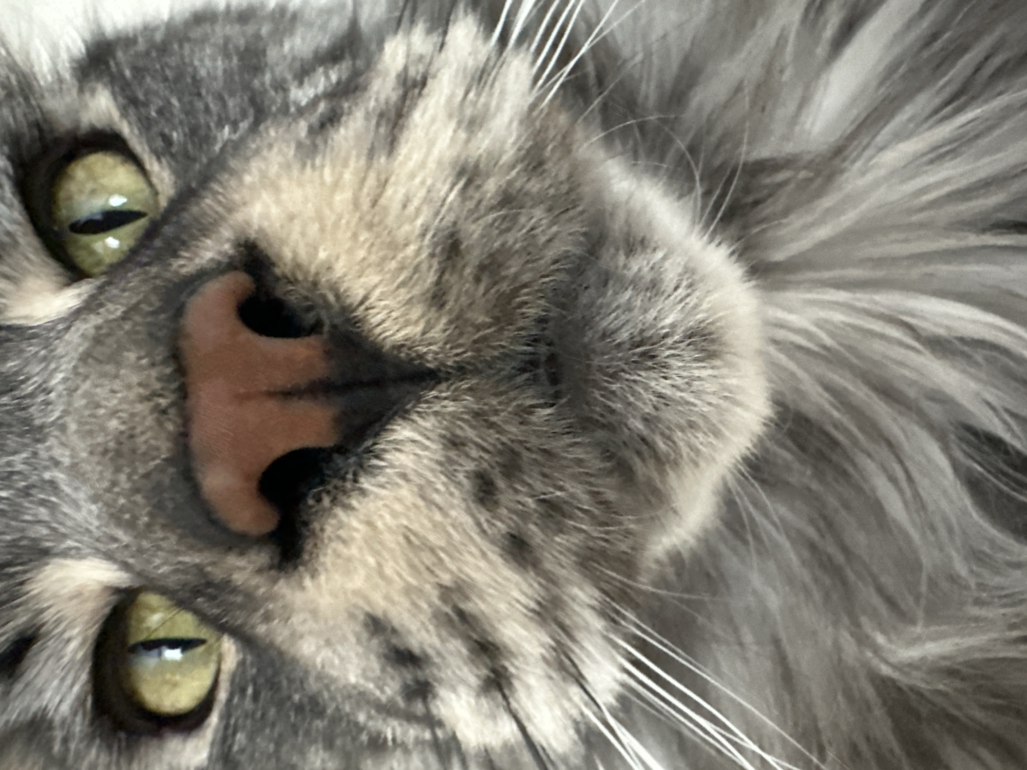 A close-up, slightly off-kilter photograph features the face of a gray tabby cat. The cat's face is positioned so that its nose is centrally located. The cat has green-yellow eyes and a pink nose. Long white whiskers extend from the side of the nose. The background consists of the cat's fur, which is a mix of gray and white.
There is no indication of this image being from Chaikovsky, Russia.