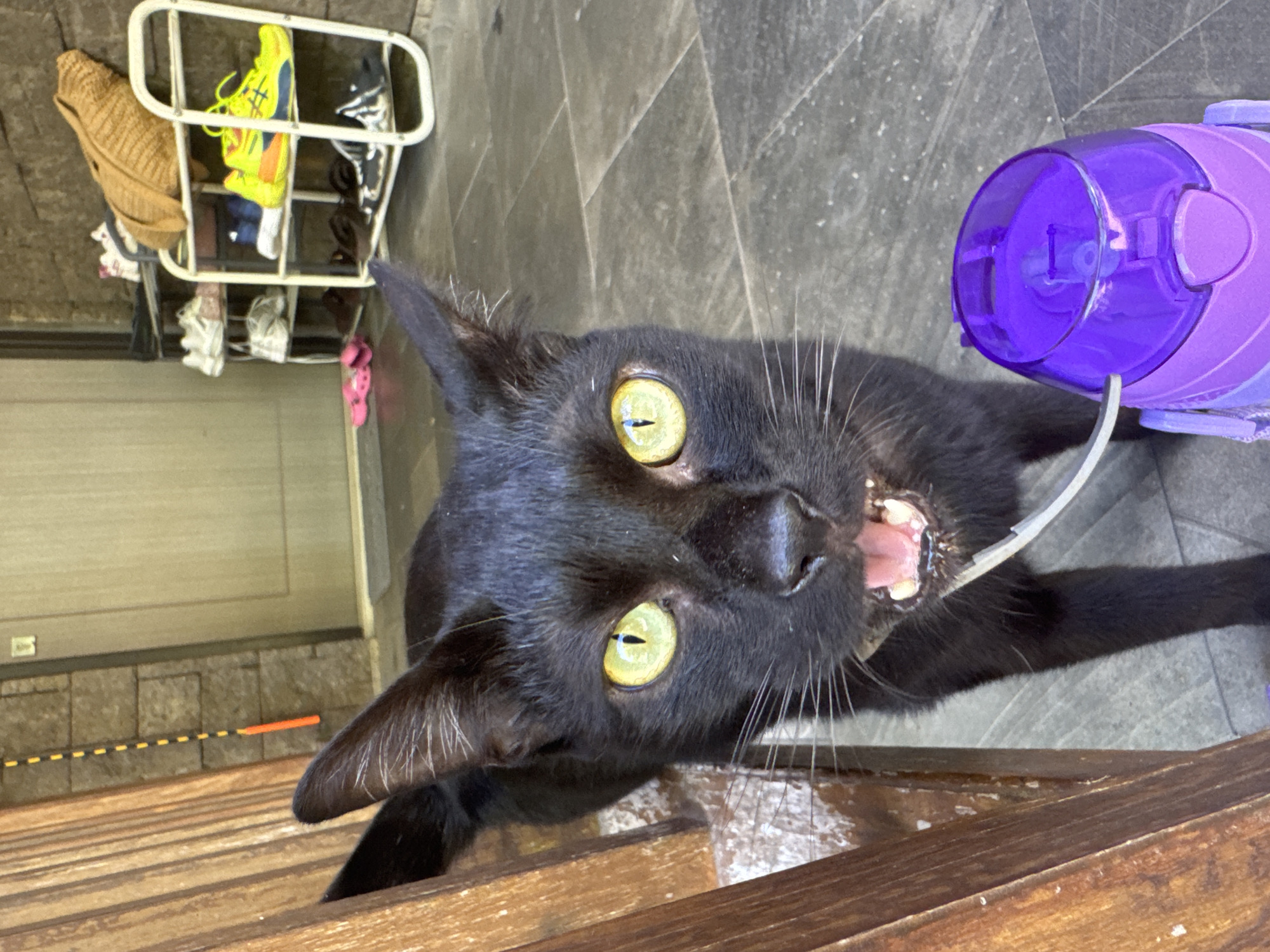 An upward-looking, full-frame shot features a black cat with striking, wide yellow-green eyes, appearing to be captured mid-action or interaction. The cat's body is oriented vertically within the frame, with its head turned horizontally towards the camera, mouth slightly open to reveal a pink tongue and small teeth. A clear straw, connected to a vibrant purple water bottle, is positioned directly in front of the cat's open mouth, suggesting it is drinking or about to drink.
The cat is situated on a wooden surface, possibly a railing or furniture, which runs horizontally across the lower portion of the image. The immediate background consists of dark grey tiled flooring. To the left side of the frame, in the mid-background, a white metal shoe rack is visible, holding various shoes including a bright pair of neon yellow-green athletic sneakers, white trainers, and pink sandals resting on the floor below. A light brown, woven bag also hangs on the rack. Further in the background, a light-colored wall with a lower section of grey stone paneling is discernible, featuring a subtle orange line and dashed yellow markings.
The scene is well-lit, indicating it is daytime. The setting appears to be an indoor or semi-outdoor space, possibly a home or patio area in Kuta Selatan, Indonesia. There is no visible text in the image.