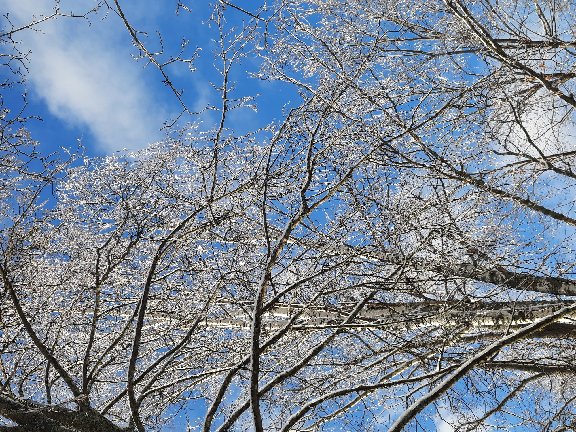 This upward-angled shot captures a winter scene looking through a dense network of bare tree branches against a clear blue sky. The primary subjects are the tree branches, which are heavily coated in a thick layer of glistening ice and fresh snow. This icy mantle makes the branches appear luminous and white, contrasting sharply with the deep azure of the sky.
The branches are intricate and numerous, extending across the entire frame, showcasing their delicate structure. Some small, dried brown leaves are still visible clinging to a few branches, indicating a deciduous tree type in a dormant winter state. The background is a vibrant blue sky with scattered, wispy white clouds, suggesting a bright and clear daytime. Sunlight catches the ice and snow, causing it to sparkle and reflect light, particularly on the upper parts of the branches.
No people, animals, or man-made structures are present, focusing entirely on the natural winter landscape. The scene strongly suggests extremely cold weather, likely following a period of freezing rain or snow that has adhered to the tree limbs. The overall impression is one of serene winter beauty and stark, icy conditions. The setting is outdoors in Krasnogorskoye, Russia. No visible text is present in the image.