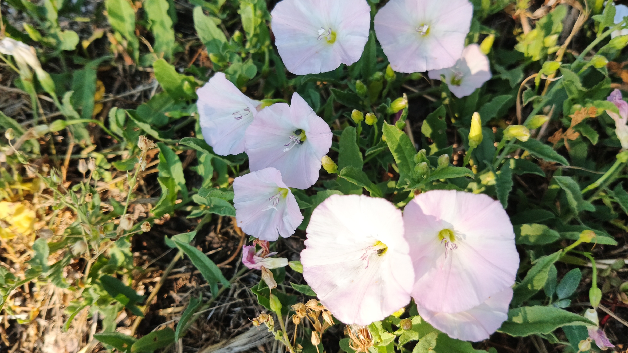The image displays a close-up view of several pale pink, trumpet-shaped flowers with green foliage. The flowers are in various stages of bloom, with some fully open and others still in bud. The background consists of dry grass and soil, suggesting an outdoor setting. The lighting indicates it is daytime. This scene appears to be a natural or semi-natural area, potentially a park, garden, or roadside verge. Without specific landmarks or context, pinpointing the exact location within Kryvyi Rih, Ukraine is not possible from the visual information alone.