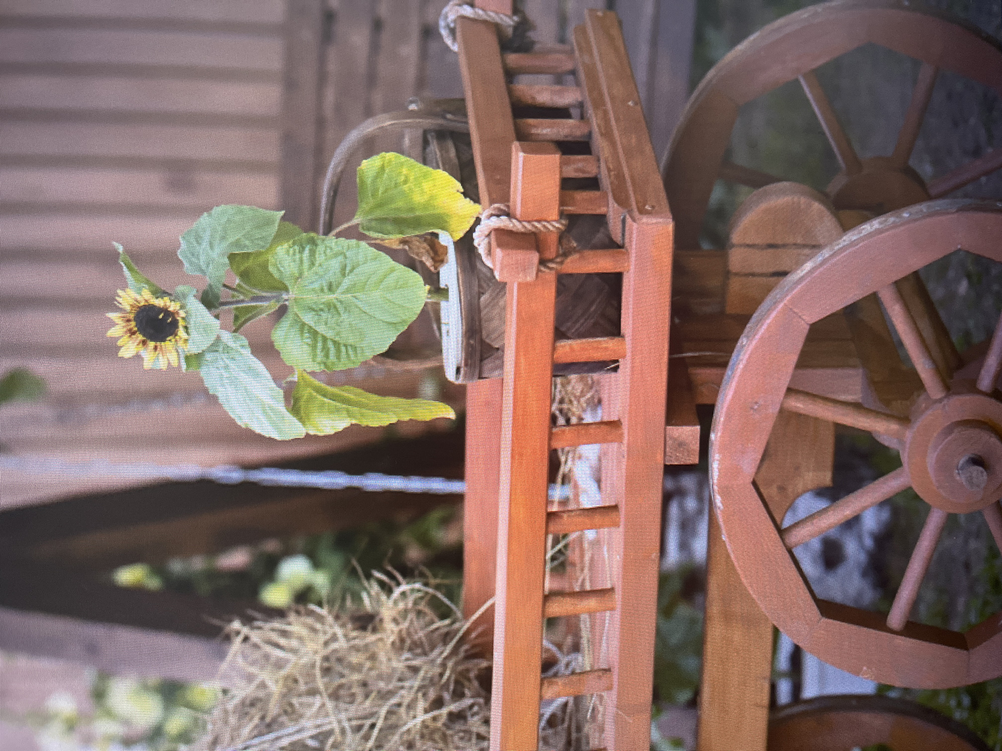 A wooden cart decorated with a small sunflower in a pot and a bundle of hay is positioned outdoors, likely in a garden setting. The cart is painted a reddish-brown color and features two large wooden wheels. The background consists of a wooden fence and some greenery. There are no people or animals visible in the image. The scene appears to be a static display.