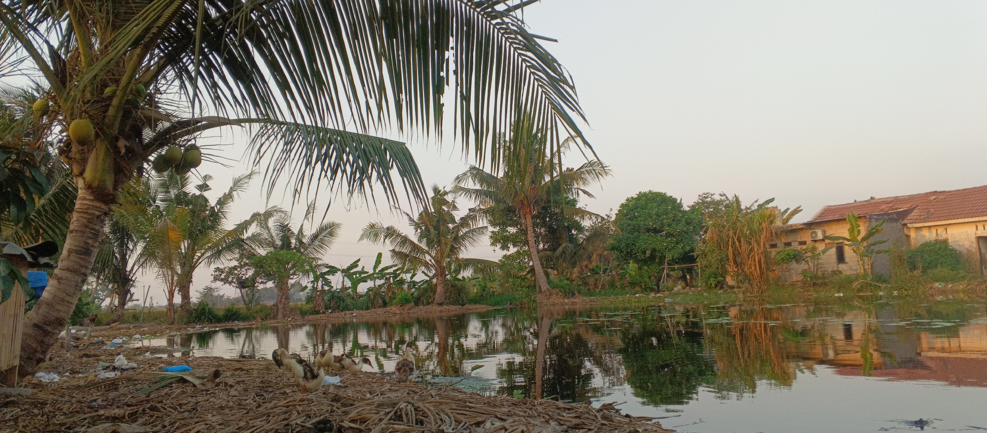 In Sukahurip, Indonesia, a tranquil pond reflects the surrounding tropical vegetation and a cluster of simple buildings under a pale sky. Coconut trees, laden with green fruit, frame the left side of the scene, their fronds casting shadows. Several ducks are gathered on the dry, straw-like ground near the water's edge, with some wading into the pond. Scattered trash, including plastic bags and wrappers, litters the bank and the water's surface, detracting from the natural beauty. In the background, banana trees and tall grasses grow alongside a few residential buildings with red-tiled roofs, one of which has an air conditioning unit mounted on its exterior wall. The overall impression is one of a rural Indonesian setting, where nature and human habitation coexist, albeit with a noticeable presence of waste.