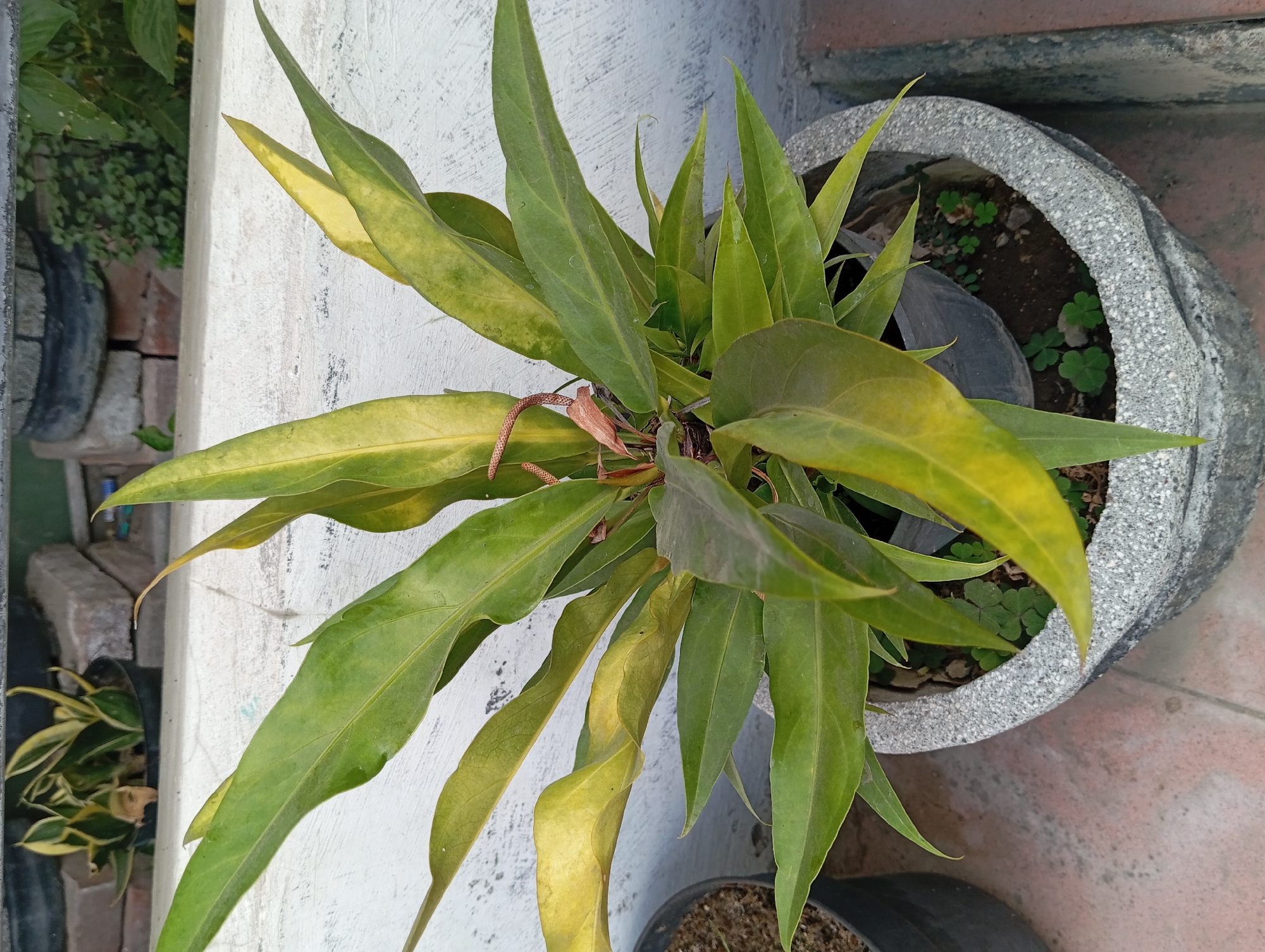 An overhead shot shows a potted plant with long, lance-shaped leaves, some of which are yellowing. The plant is in a grey, speckled pot on a textured reddish-brown surface. In the background, a white wall with some brickwork is visible. Behind the white wall, another plant with variegated green and yellow leaves in a black pot can be seen. The scene appears to be outdoors, likely in a residential or garden setting within Petungasri, Indonesia.