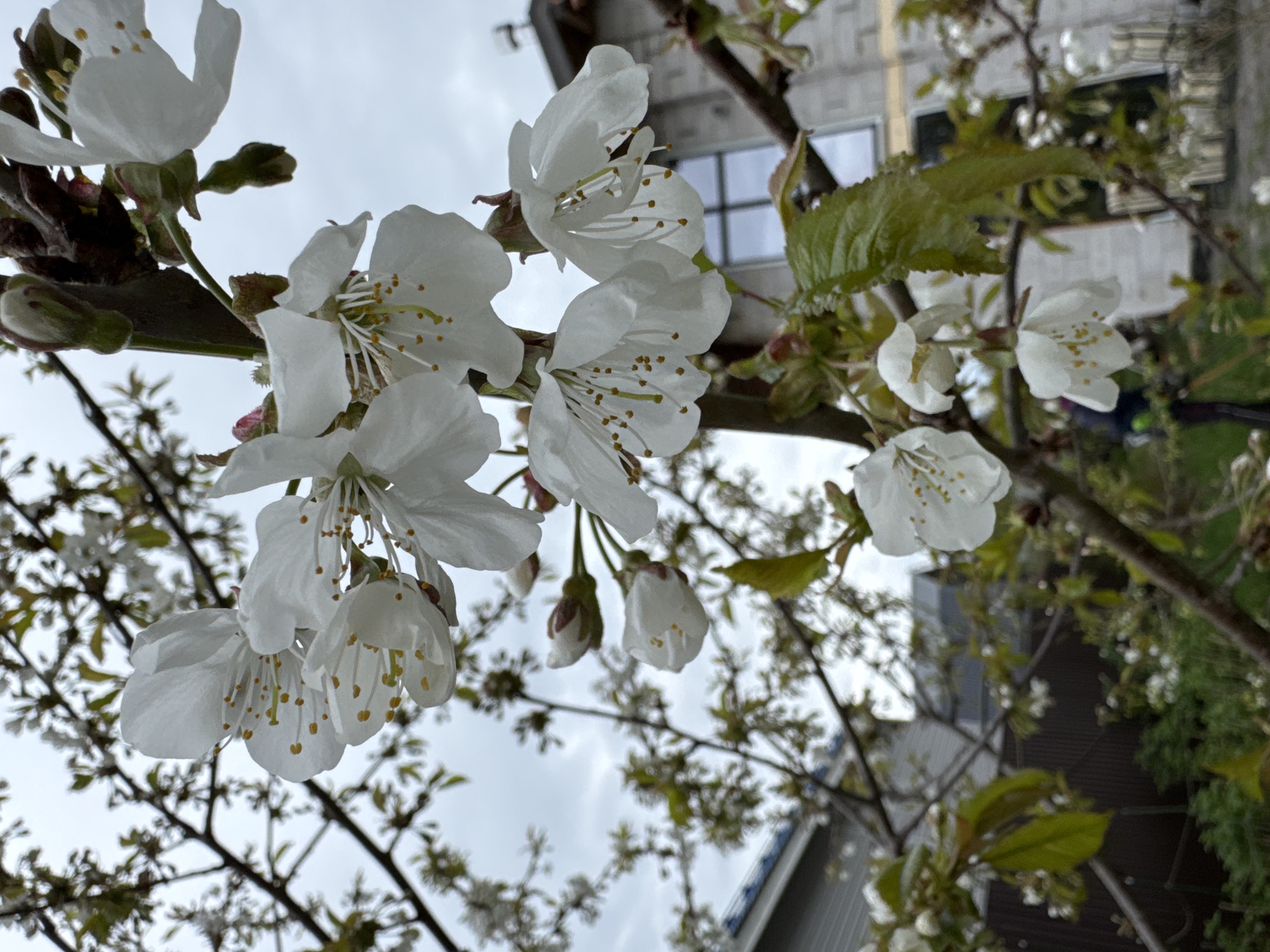 The image shows a close-up view of white blossoms on a tree branch against a cloudy sky. The blossoms have prominent yellow stamens. Other branches, leaves, and buds are also visible. In the blurred background, sections of buildings are visible, implying an urban setting. It is not possible to confirm if the location is in Steklyannyi, Russia based only on the details available in the image. There is no indication of people or interactions in the image.