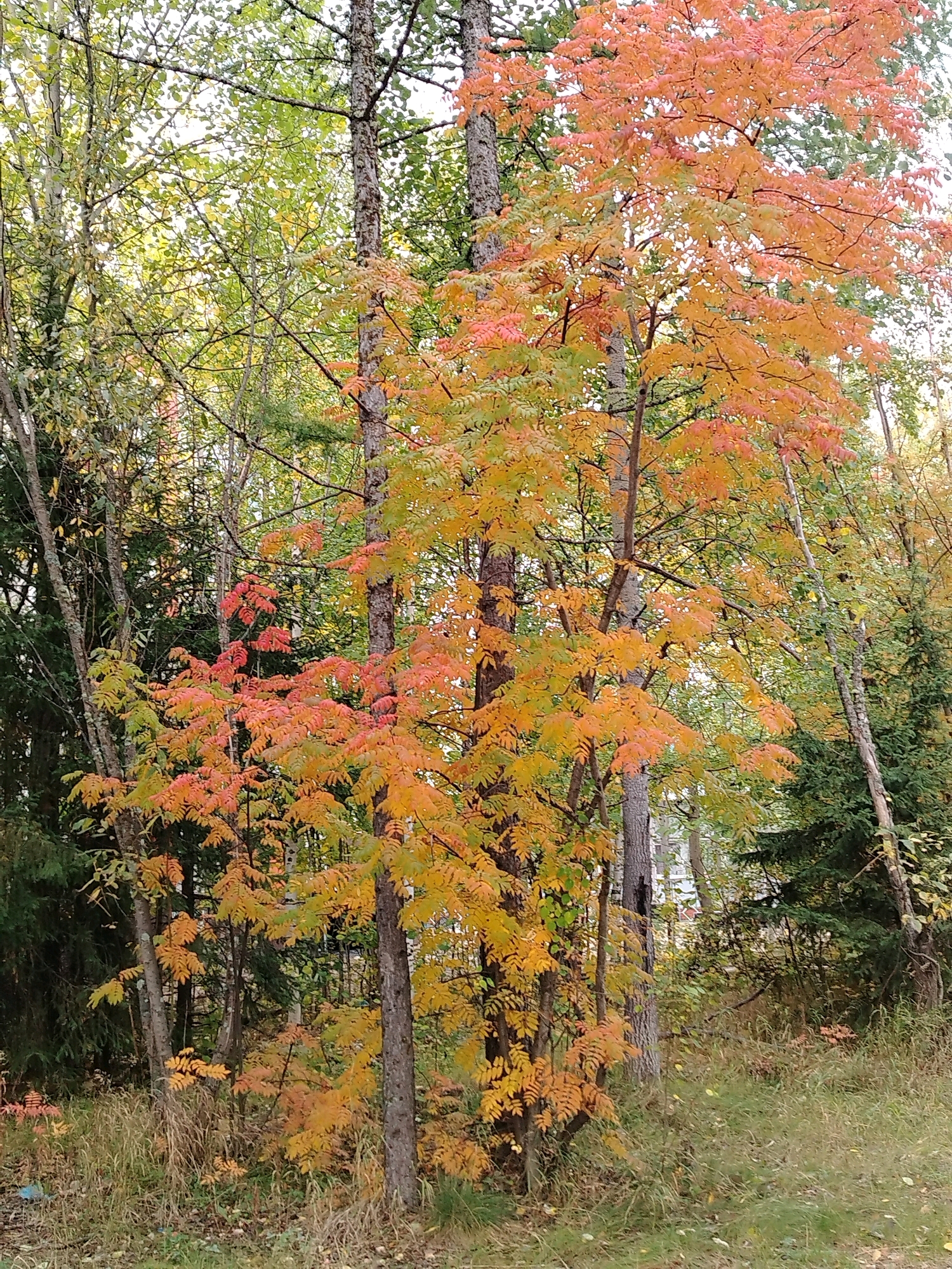 The image depicts a forest scene during autumn, characterized by trees displaying vibrant fall foliage in shades of orange, yellow, and red, interspersed with evergreen trees. The ground is covered with dry grass and some fallen leaves. The overall impression is that of a natural landscape in a temperate region during the fall season. The image does not provide any specific details that would allow for its location to be identified within the city of Muravlenko, Russia, or any other specific location. There are no people or animals visible in the image, nor are there any discernible structures or man-made objects, aside from what might be a hint of a building through the trees in the background. The scene is static, with no observable actions or interactions.