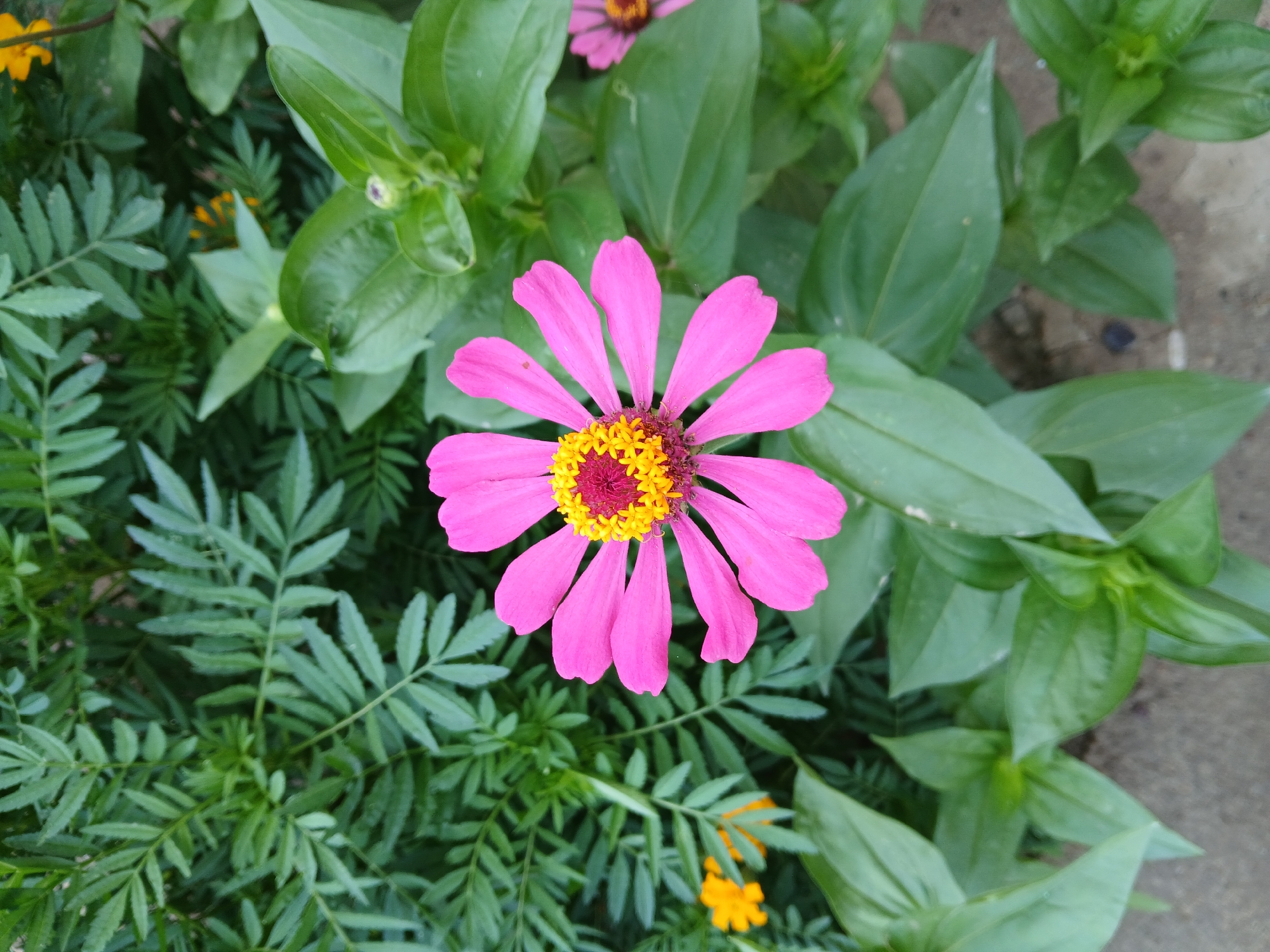 A single, vibrant pink zinnia flower with a yellow and red center is in full bloom, positioned centrally in the frame. The zinnia is surrounded by lush green foliage, with some out-of-focus yellow marigolds visible in the background. The texture of the flower's petals is soft and delicate, while the leaves are smooth and broad. The scene appears to be an outdoor garden setting, possibly in the city of Koktal, Kazakhstan, given the context. There are no people or animals present, and the focus is entirely on the natural beauty of the flower and its surroundings. The ground beneath the plants is a neutral, muted color, suggesting it might be a pathway or border.