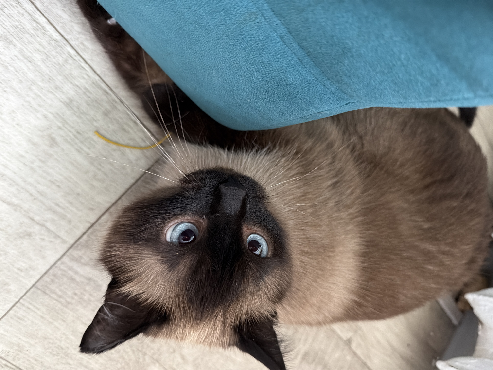 The image shows a Siamese cat lying on a light-colored wooden floor, next to a turquoise upholstered object. The cat has brown fur with dark points on its ears and face, and striking blue eyes. A thin yellow string is visible on the floor near the cat's face. The scene is indoors, with no specific environmental details suggesting a location in Tujmazy, Russia.