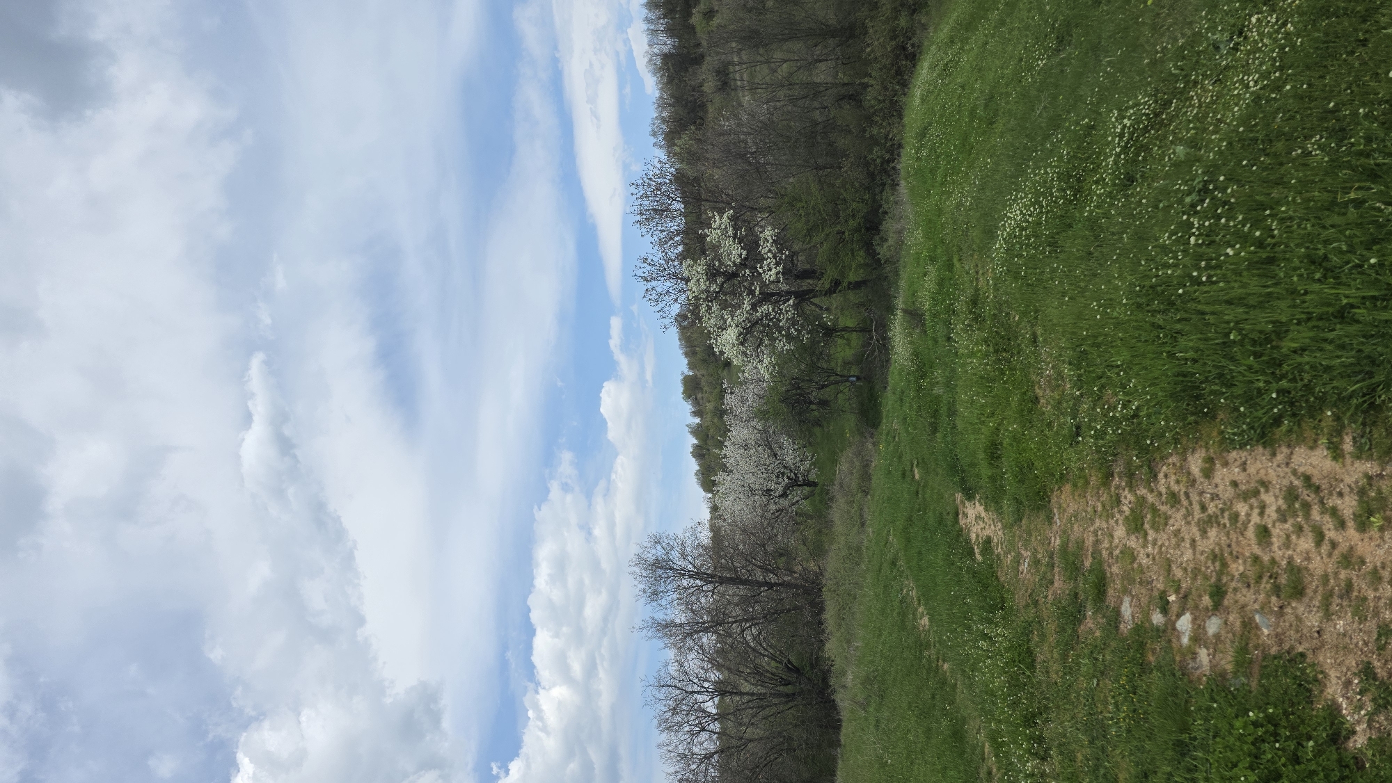 This image captures a serene springtime landscape in Drenkovo, Bulgaria, under a partly cloudy sky. The scene is composed of a vibrant green field in the foreground and midground, carpeted with numerous small white wildflowers. A lighter brown dirt path or bare patch of earth gently meanders through the grassy expanse on the right side of the frame, hinting at a trail.
Along the midground, a line of deciduous trees separates the open field from a denser forested hillside in the background. Several trees in this line are still bare, showcasing their branch patterns, while others are in full, spectacular white bloom, likely indicating flowering fruit trees such as plum or cherry, signaling the arrival of spring. The hillside behind them is covered with a mix of emerging green foliage and dormant trees.
The sky above is a bright blue, adorned with soft white and light grey clouds that vary from wispy cirrus-like formations to more substantial cumulus clouds, indicating fair weather. The bright, natural illumination suggests it is daytime, likely late morning or early afternoon. There are no people or visible text, contributing to the tranquil and untouched natural ambiance of the rural Bulgarian environment.