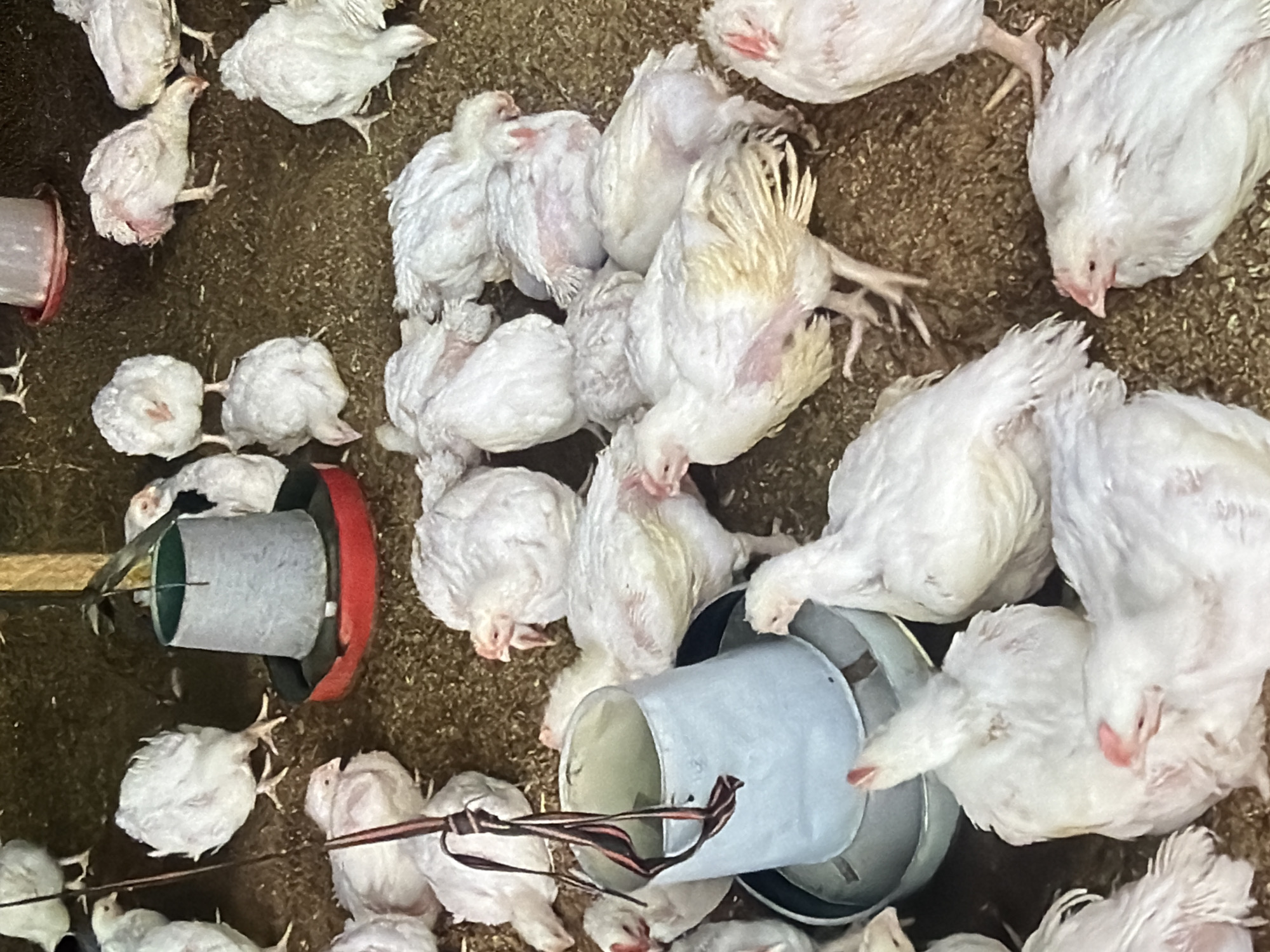 The image depicts a flock of white chickens in an enclosed area with a dirt or sawdust floor. A metal feeder with a red base is centrally located. Several chickens are gathered around the feeder, some pecking at the ground, while others are resting or standing. The lighting suggests an indoor or partially covered environment. There are no people visible in the image. The scene is consistent with a poultry farm or enclosure. The location provided is Bukuru, Nigeria.
