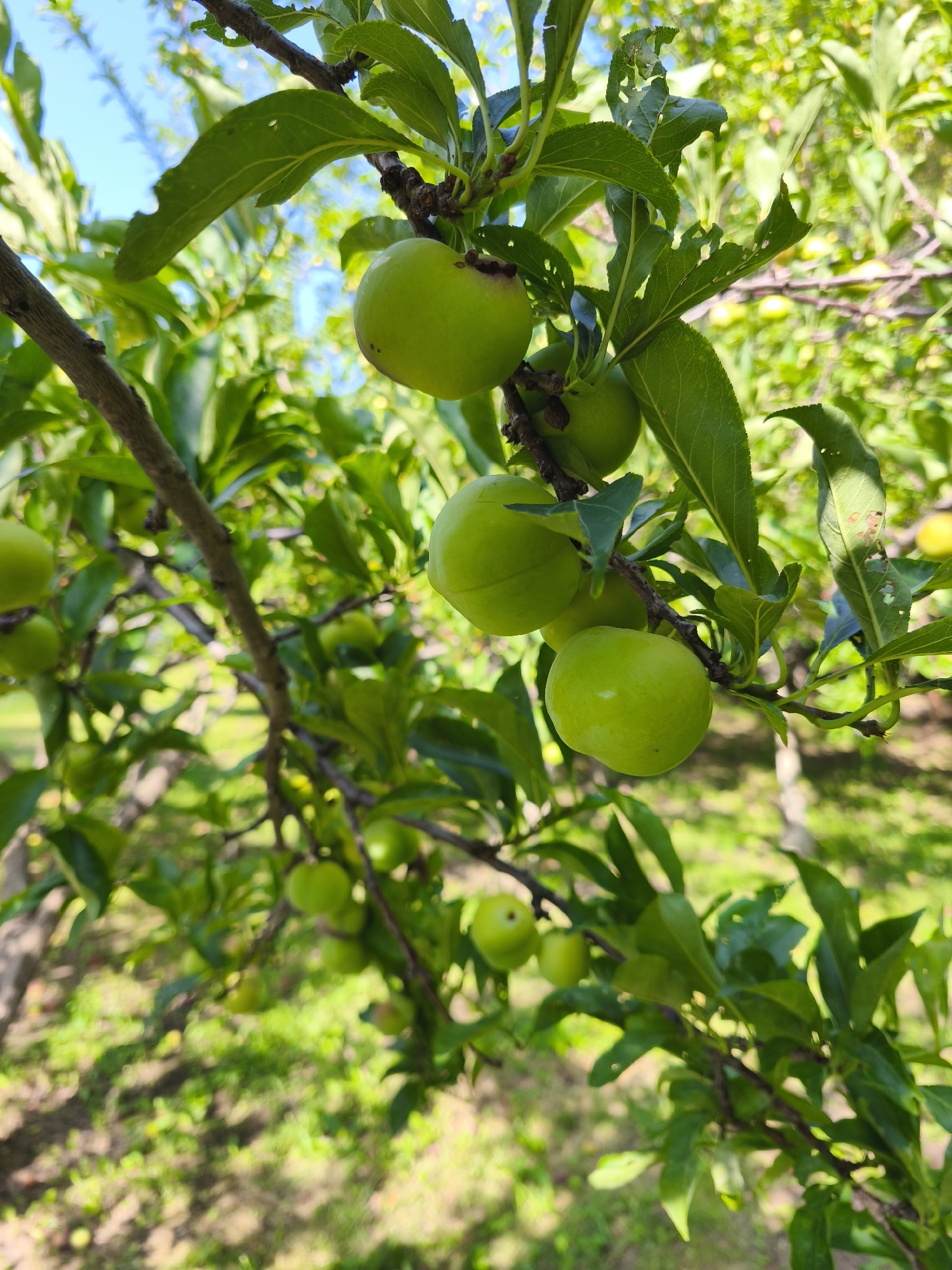 The image shows a close-up view of a plum tree branch laden with several unripe, green plums. The plums are round and smooth, with a vibrant green hue. They are clustered together, with some hanging lower on the branch. The leaves of the tree are also green, some showing signs of damage with small holes. The background is a blur of more green foliage, sunlight, and dappled ground, suggesting an outdoor setting, likely an orchard or garden. The sunlight filters through the leaves, creating a bright and airy atmosphere. The scene appears to be located in a rural or semi-rural area, possibly a fruit orchard in Nanguan District, China, given the context. There are no people visible in the image.