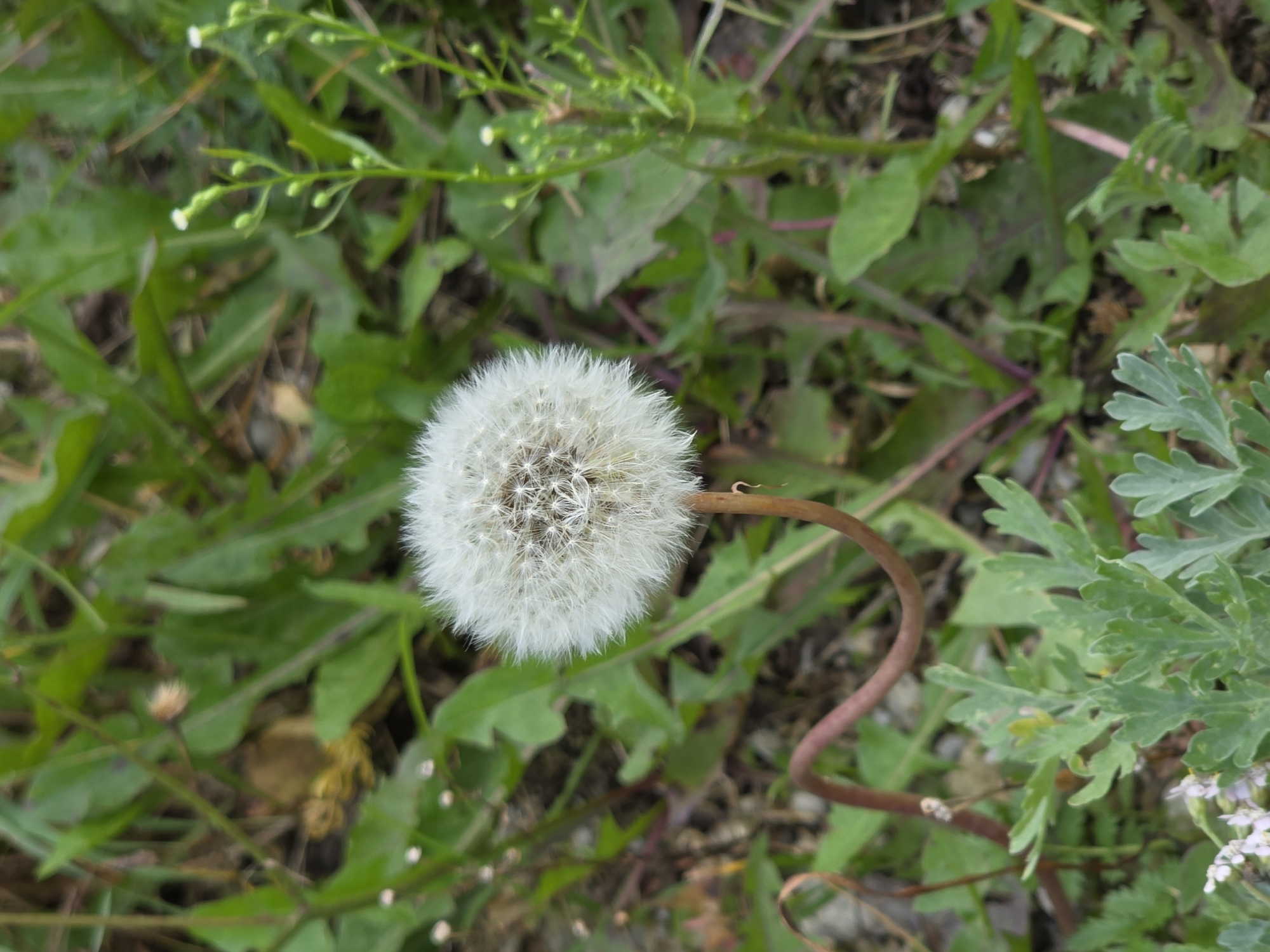 A single dandelion seed head, a spherical puff of white filaments, is the focal point of this close-up, outdoor image. It is positioned centrally, with its delicate structure clearly visible against a blurred background of green foliage. The seed head is supported by a thin, reddish-brown stem that curves gently. The surrounding vegetation consists of various green leaves, some with reddish stems, and a few small, white flowers on thin stalks. The ground appears to be a mixture of soil and small stones. The lighting suggests it is daytime, possibly overcast, as there are no harsh shadows. The image appears to be a nature photograph taken in a natural or semi-natural environment, with no indication of a specific urban location within Magnitka, Russia.