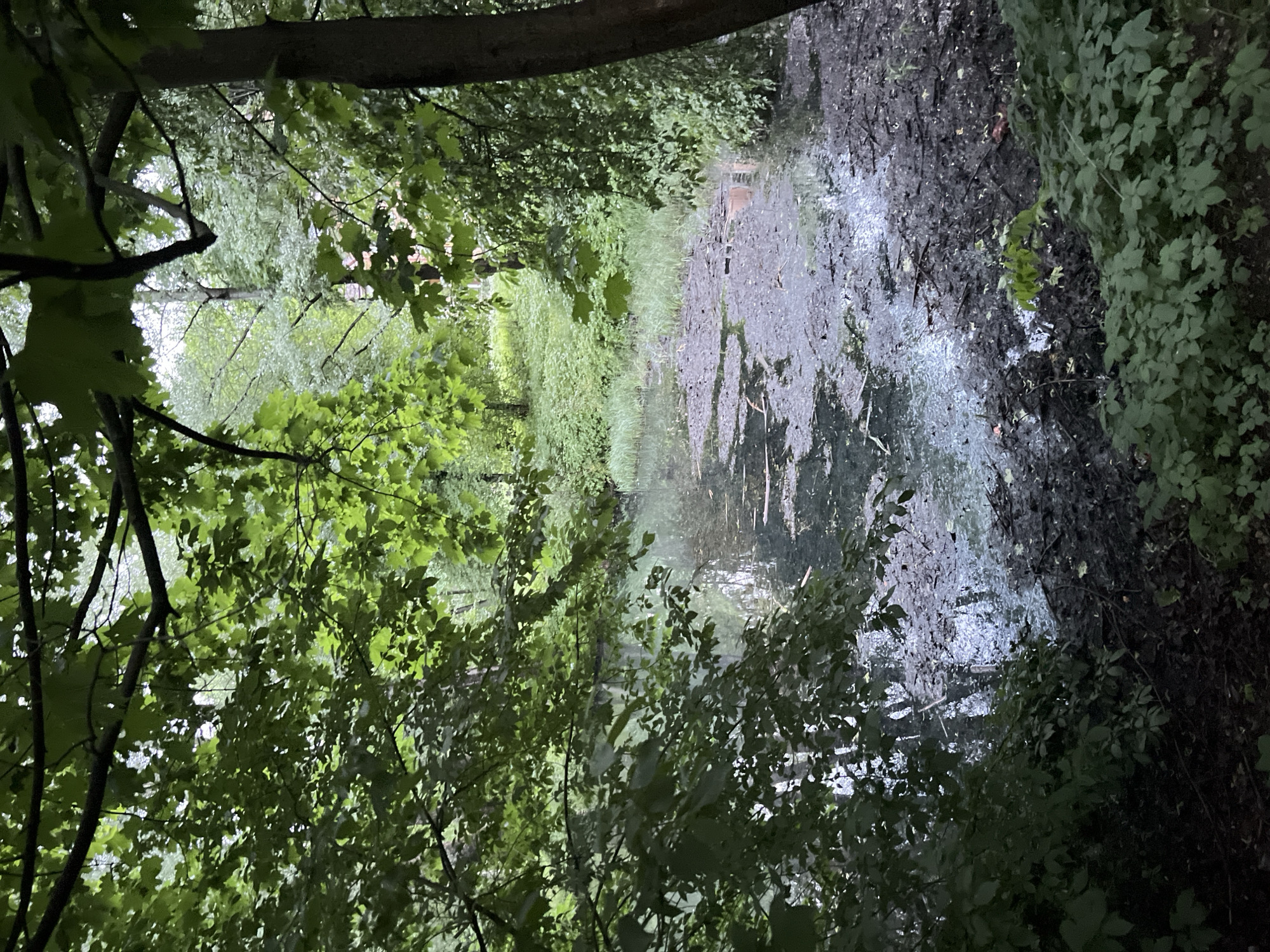 The image depicts a view of a pond in a wooded area, likely a park, on a cloudy day. The pond is partially covered with dark sediment and debris, with some areas of murky water visible. Lush green foliage from trees and undergrowth surrounds the pond, with branches and leaves framing the scene from the foreground. The overall impression is one of natural overgrowth and a somewhat unkempt environment. There are no people or animals visible in the image, and no specific landmarks that would definitively place it within Saint Petersburg, Russia, beyond the general aesthetic of a European park.