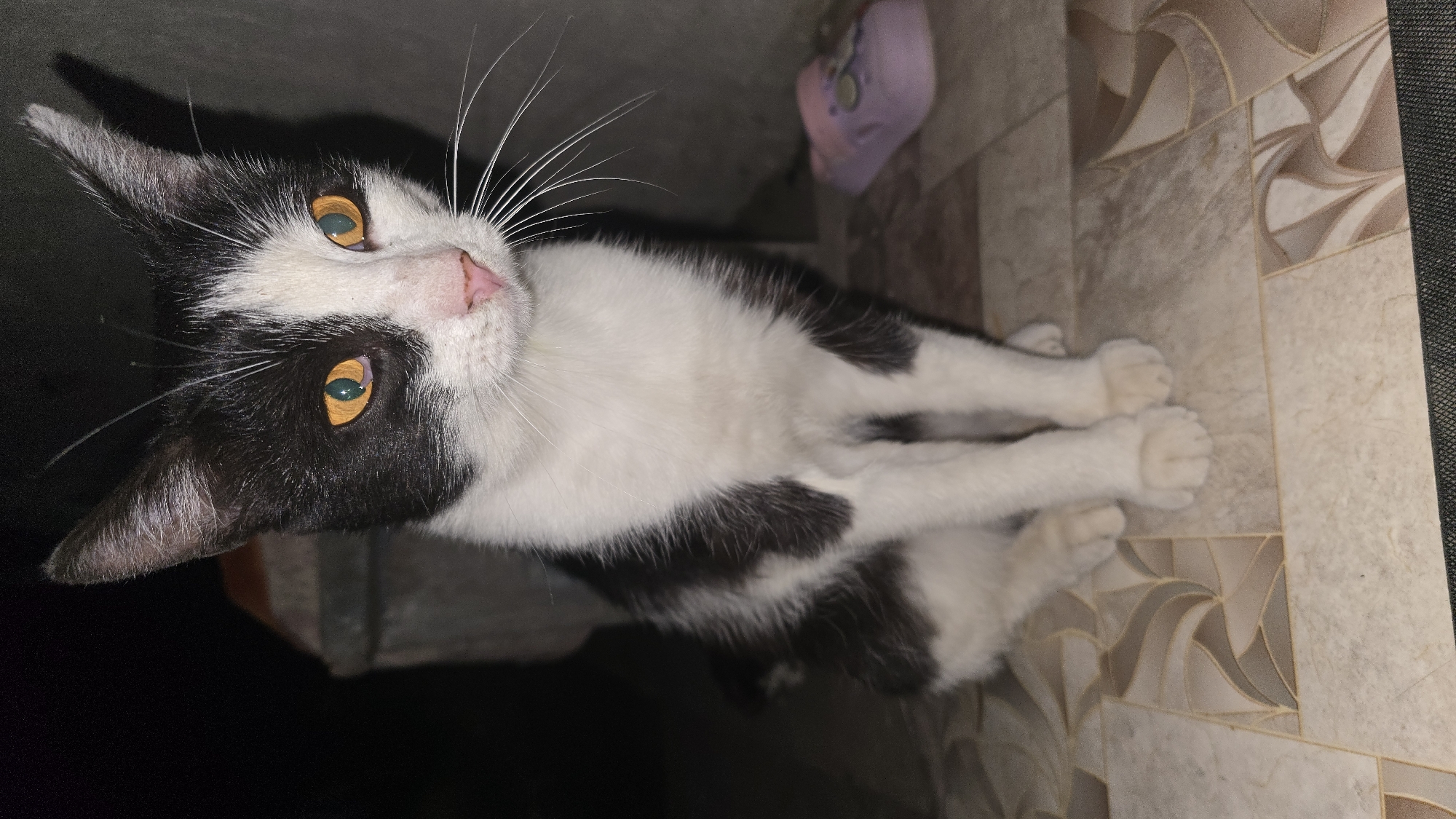 A black and white cat with striking amber eyes sits on a tiled floor in what appears to be an outdoor, possibly urban setting. The cat is facing the camera, with its paws neatly placed in front of it. Its fur is predominantly white with distinct black patches on its back and sides. The background is dark and out of focus, with a hint of a concrete structure to the left and a pair of light purple slippers to the right. The lighting suggests it is nighttime. The image does not provide specific information about the city of Круглоозерное, Kazakhstan.