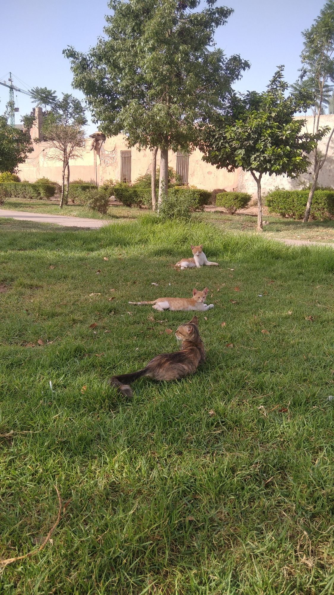 In Marrakesh, Morocco, three cats are resting on a grassy lawn in front of an old, cream-colored building with barred windows. A large tree with green leaves stands to the left, and several smaller trees and bushes are visible in the background. A construction crane is also present in the distance. The cat in the foreground is a tabby, while the other two are orange and white. The sky is clear and blue.