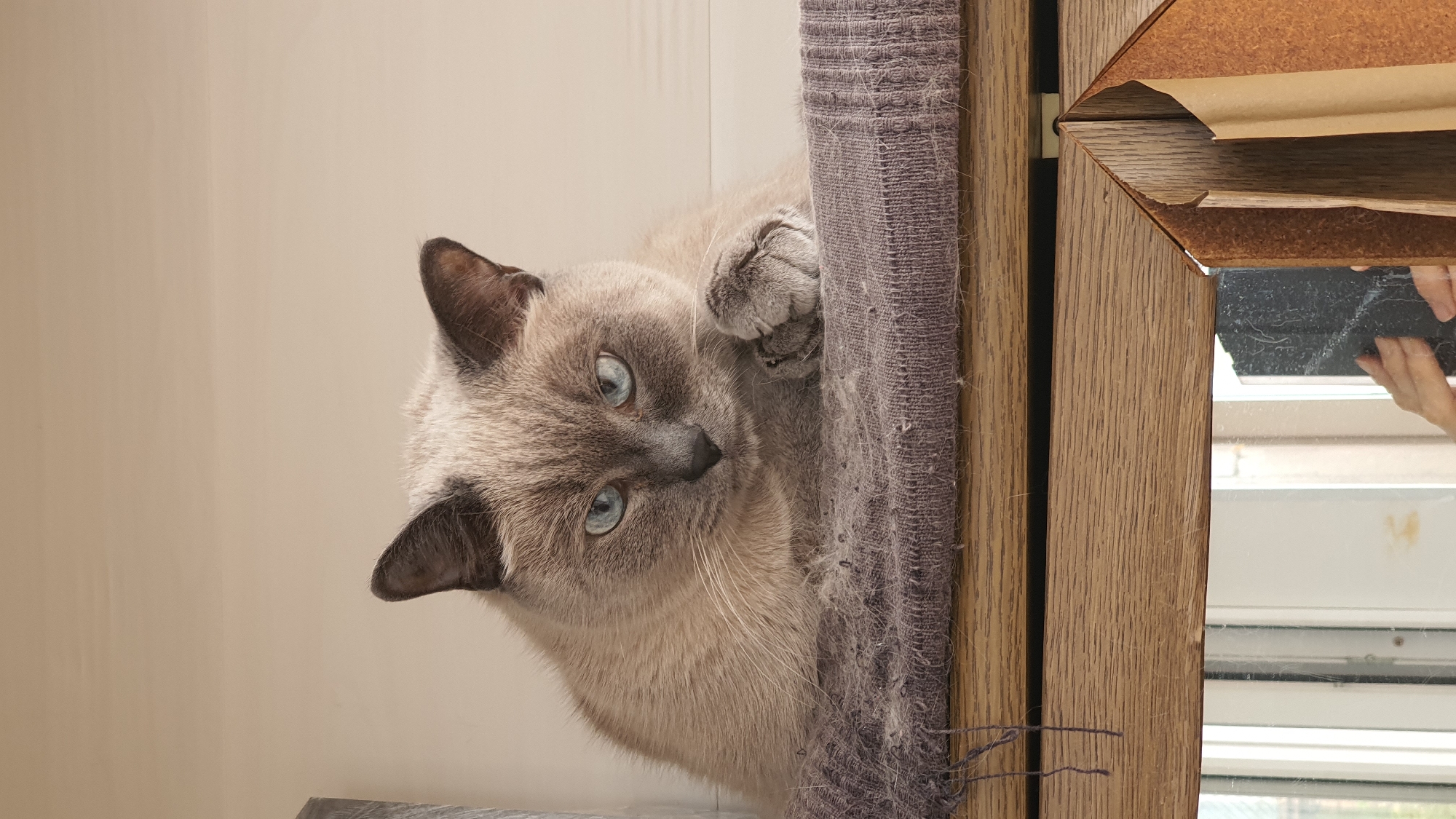A Siamese cat with striking blue eyes is perched on a piece of furniture covered in a gray fabric. The cat is light brown with darker points on its ears and face. Its fur is neatly groomed, and it rests its front right paw on its chest. The background is a plain, light-colored wall. Below the furniture, a reflection in a mirror shows a portion of a room with white walls, windows, and a hand holding what appears to be a cleaning sponge. The scene does not provide any specific visual cues to determine its location within Krasnoyarsk, Russia.