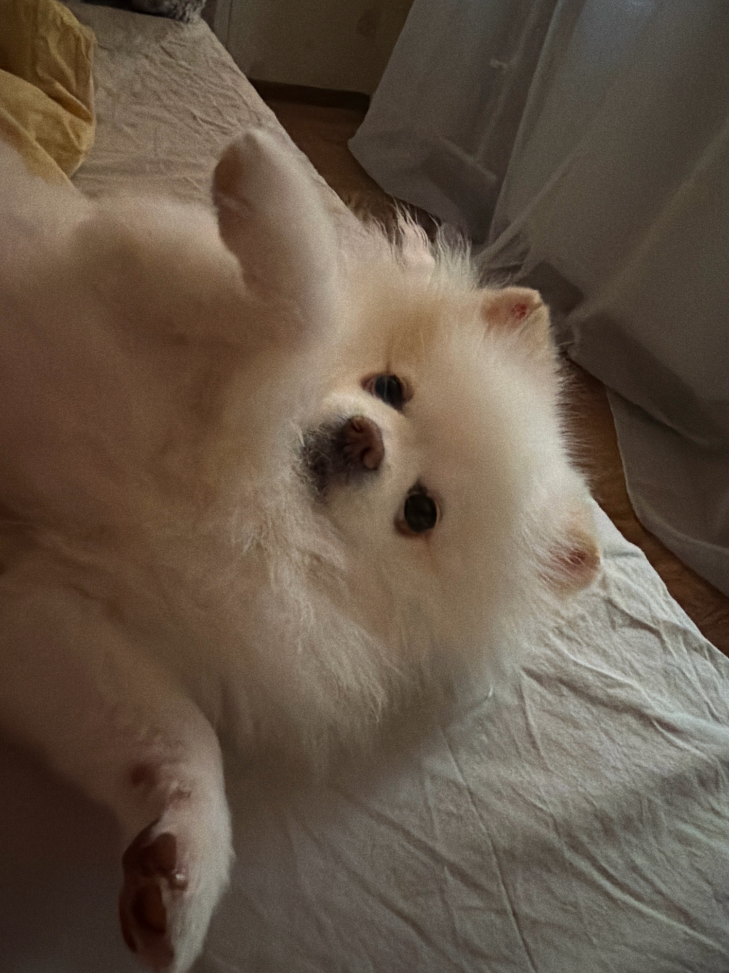 A white Pomeranian dog lies on its back on a rumpled white sheet, its paws in the air. The dog's face is turned towards the camera, with dark eyes and a black nose. The background is blurred, showing hints of a yellow pillow and a grey curtain. The scene appears to be indoors, likely on a bed. There is no identifiable information to suggest the location is Polysayevo, Russia.
