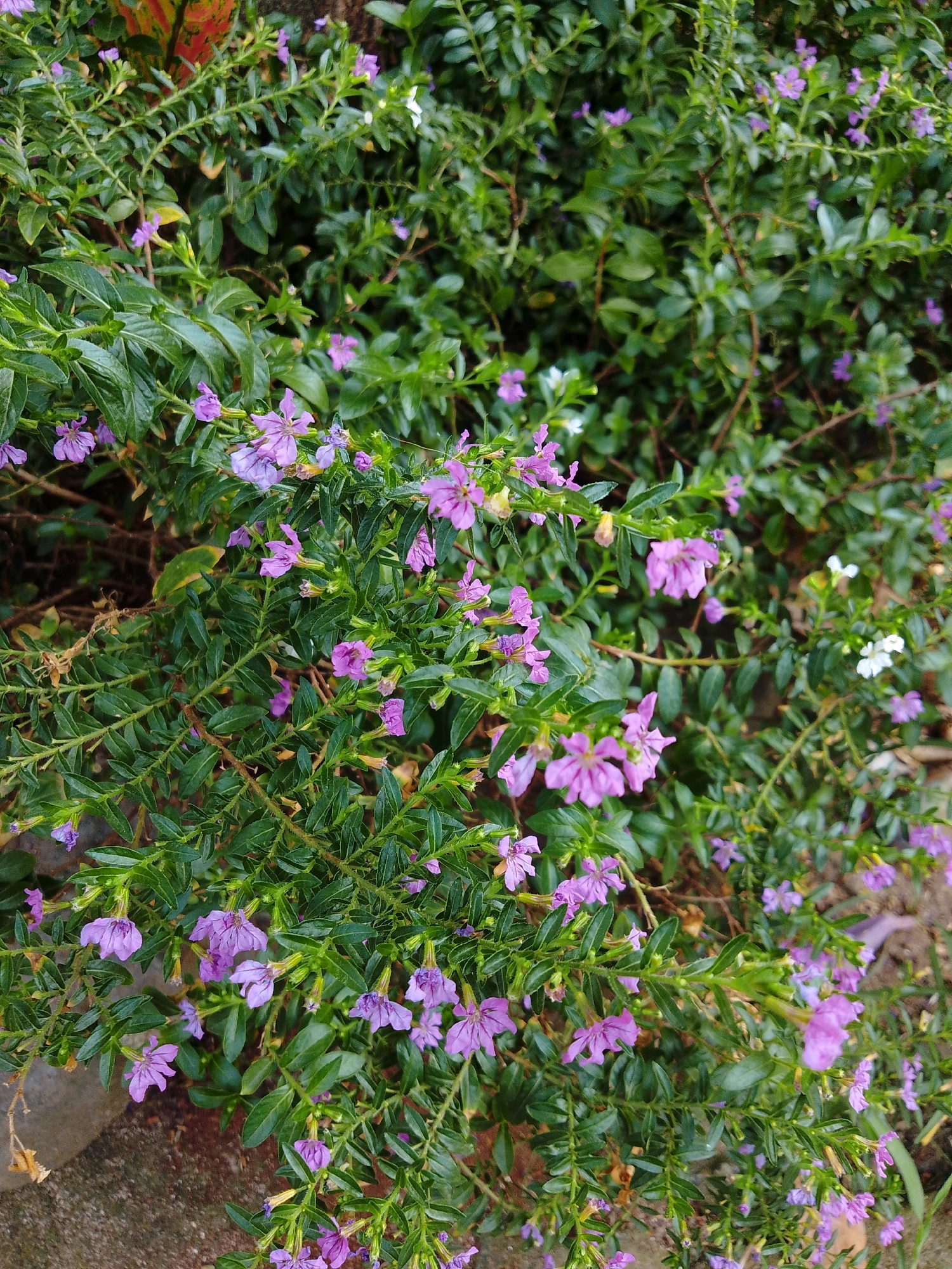 The image shows a close-up view of a dense green bush with small purple flowers. The bush is likely located outdoors, as evidenced by the natural lighting and the presence of what appears to be soil or a pathway in the foreground and background. The flowers are delicate and have a trumpet-like shape, with some appearing slightly more vibrant than others. The leaves of the bush are small, oval-shaped, and a deep green color. There are no people or animals visible in the image. The overall impression is one of a natural, verdant setting, possibly a garden or park area within Cikal, Indonesia.