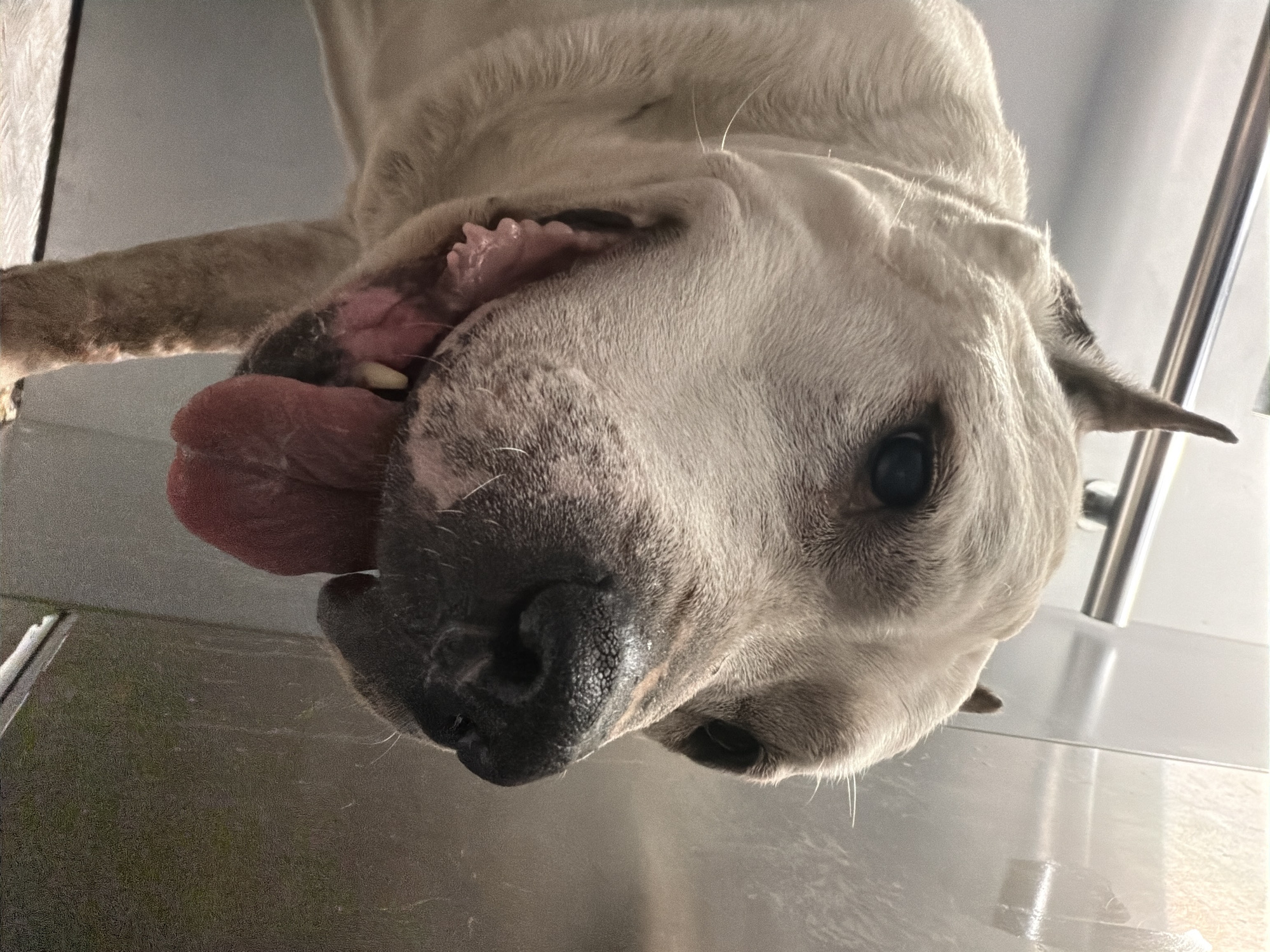 An upside-down close-up shot of a light-colored dog is presented. The dog's mouth is open, with its tongue protruding. The dog's nose is large and dark. The background appears to be a metallic surface with some light reflecting off of it. There is a blurred metallic object that could be a bar or handle. The location is not discernible from the image, and therefore the location cannot be placed in the city of Krasnoyarsk, Russia.
