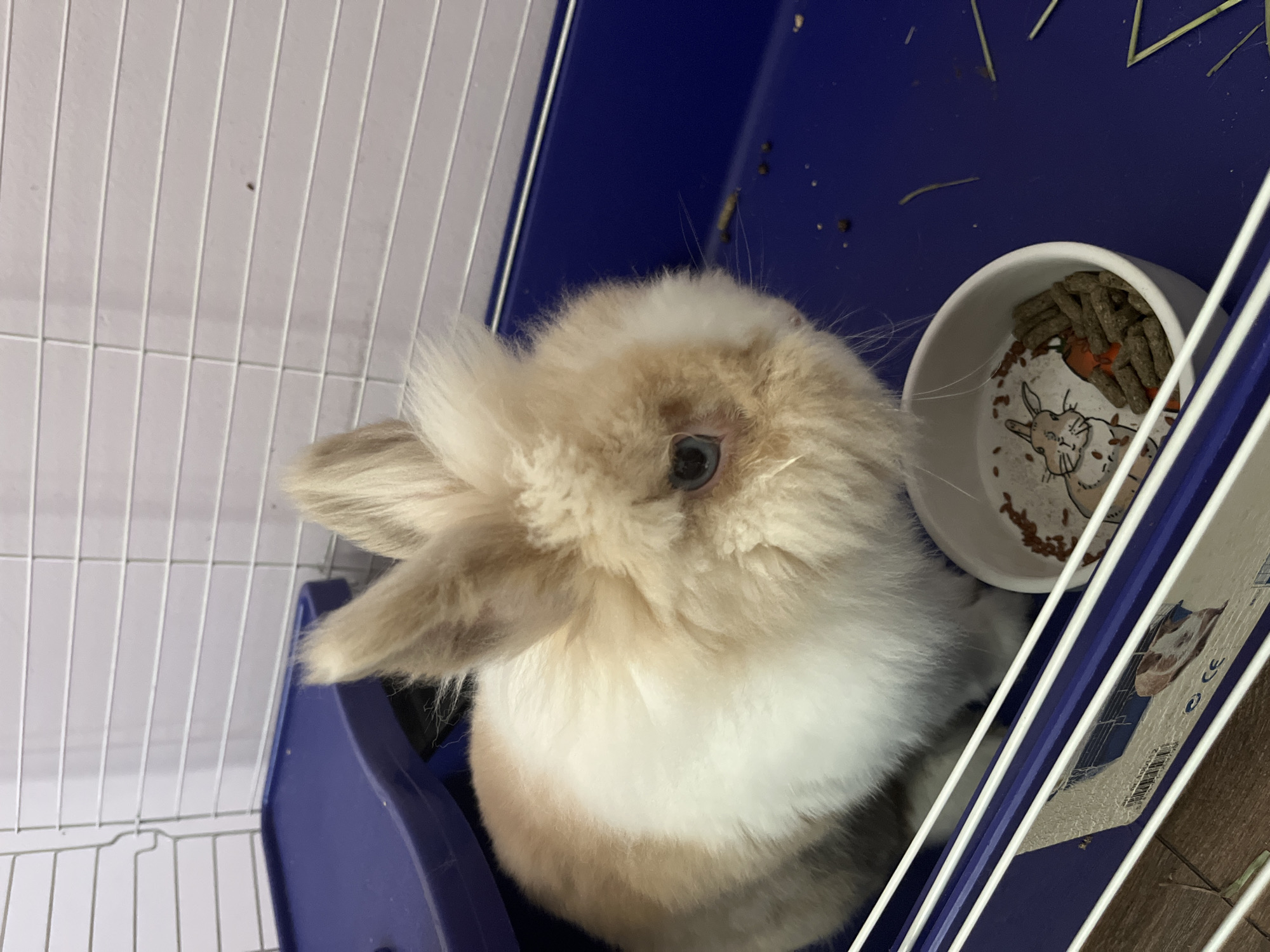 A light brown and white rabbit is sitting in a blue plastic cage. The rabbit has fluffy fur and large ears. In front of the rabbit is a white food bowl with rabbit food. The cage has white wire bars. The image was taken in Sofia, Bulgaria.