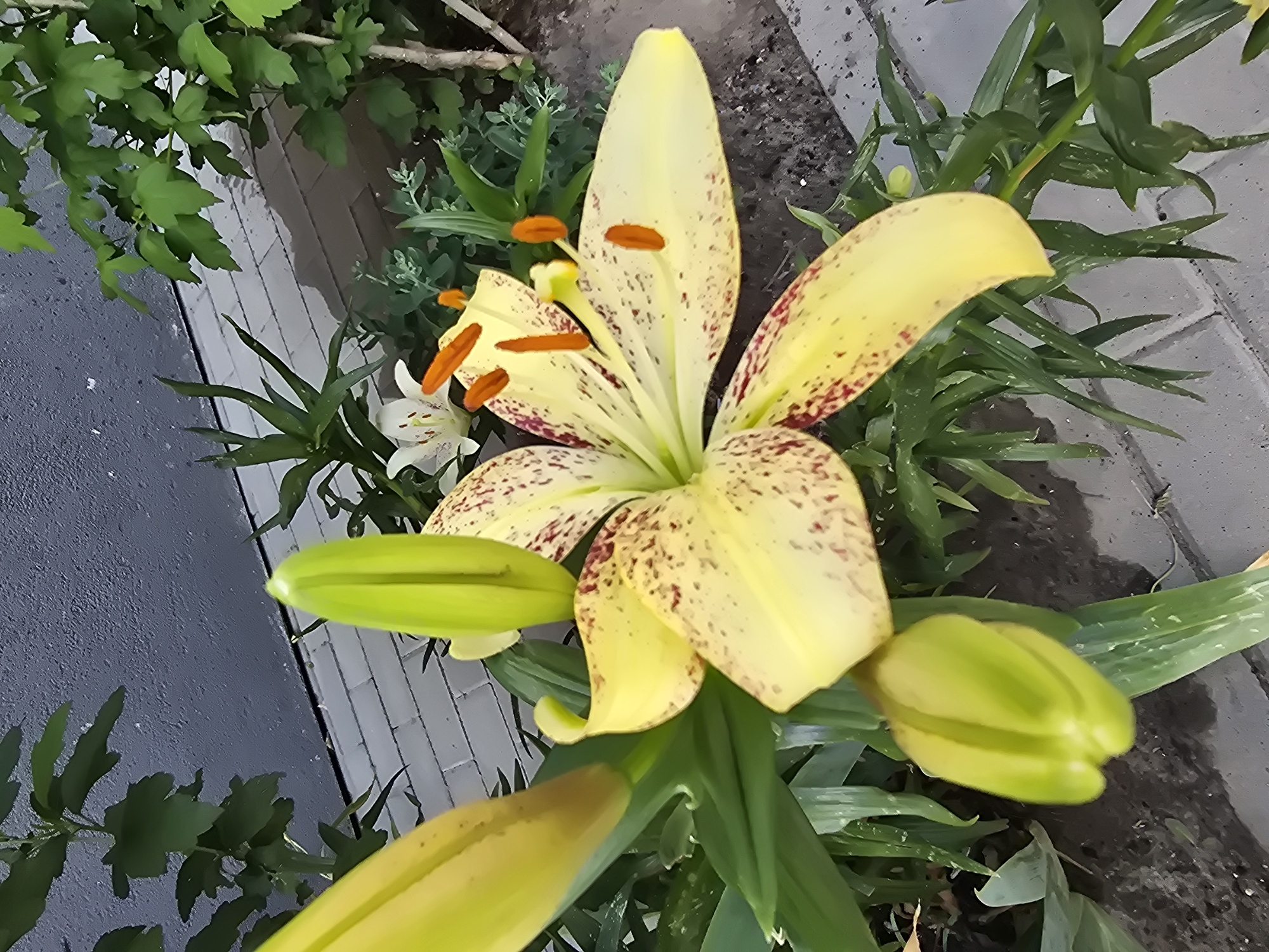 This image depicts a close-up view of a yellow lily with crimson speckles, prominently featured in the foreground. The flower has unfurled petals, revealing its orange stamen. To the left of the main flower, a tightly closed lily bud, greenish-yellow in color, is visible. In the background, a white lily with a green center and orange pollen is partially obscured. The flowers are situated in a garden setting, with lush green foliage surrounding them. The ground is paved with light grey bricks, and a textured grey wall forms the backdrop. The scene appears to be outdoors, likely in a residential or public garden space within Sofiivska Borshchahivka, Ukraine. There are no people or animals visible in the image. The lighting suggests it may be daytime.