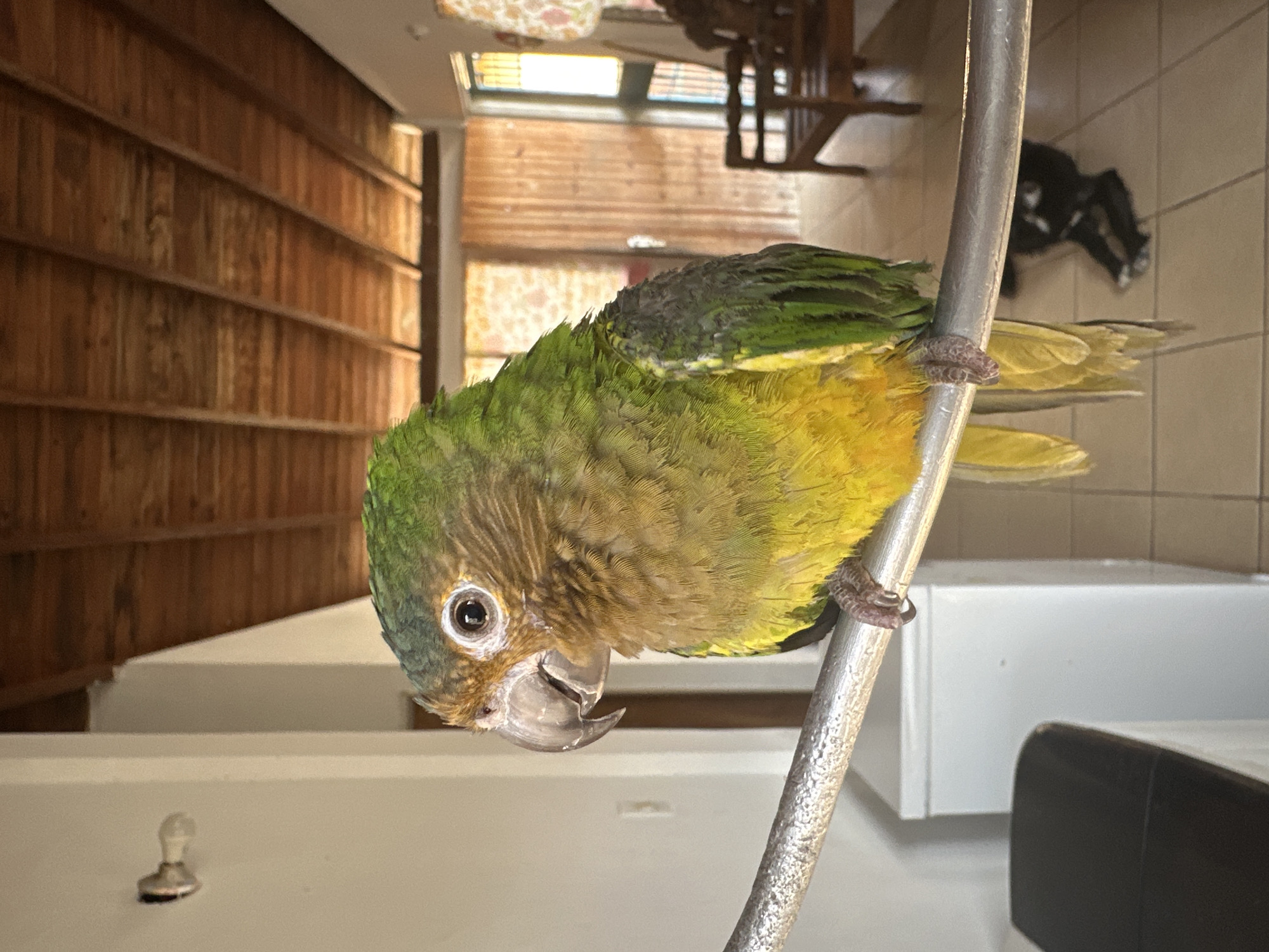 A green and yellow parrot perches on a vertical metal pole. The background includes a wall with horizontal wooden planks, a white structure, and a black and white object on a tiled floor. The location is likely indoors. The parrot is the primary subject, with its plumage and grip on the pole being key features. The location in the city of Parroquia Ocumare, Venezuela is unknown.