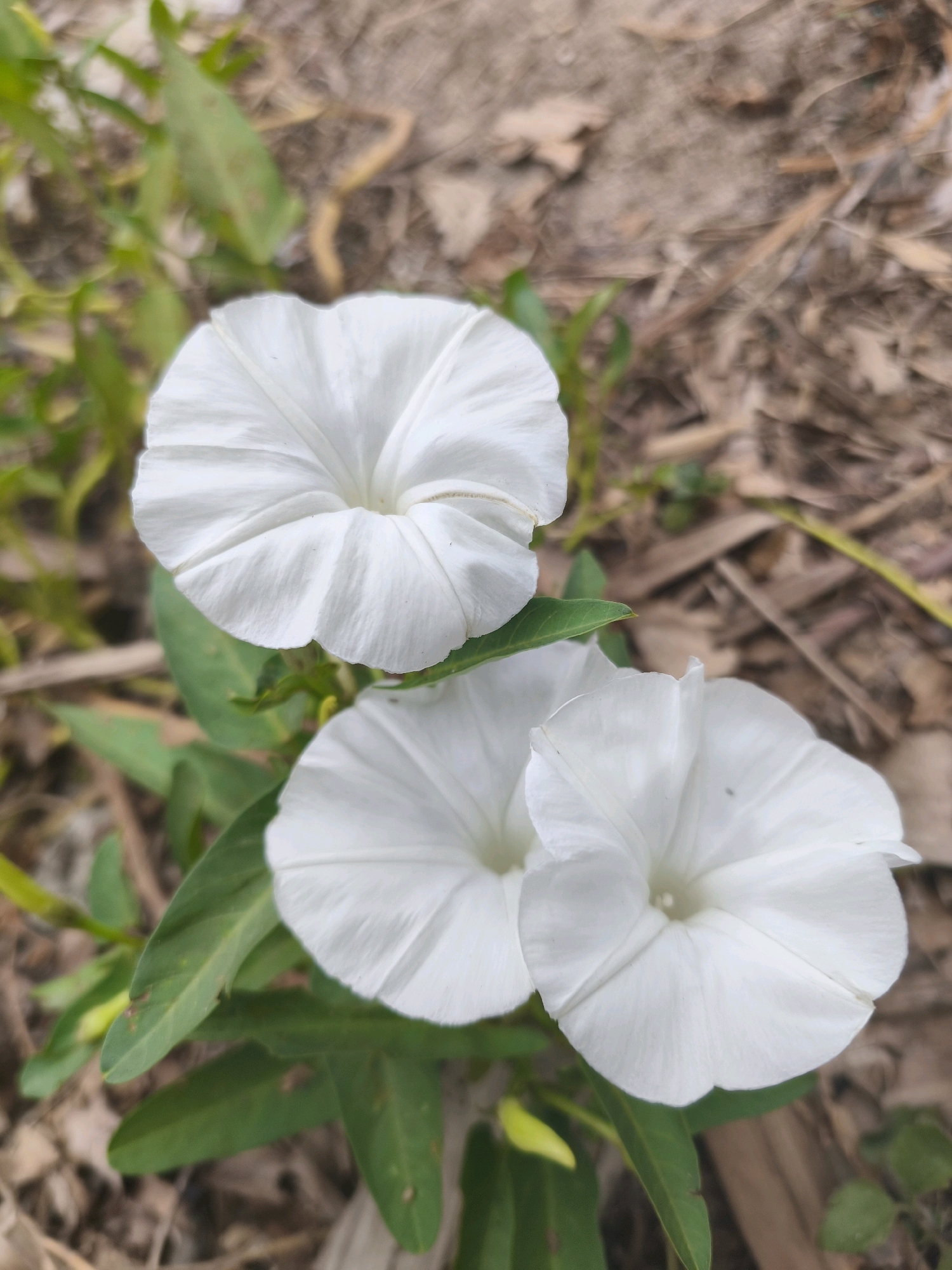 In the city of Unknown, Indonesia, a close-up, top-down shot captures three white morning glory flowers in bloom. The flowers are arranged in a loose cluster, with one flower prominently positioned at the top and two others below it, slightly overlapping. Each flower has five distinct petals, creating a trumpet-like shape. The petals are delicate and textured, with subtle creases radiating from the center. Green leaves are visible, surrounding the base of the flowers and extending outwards. The background is a blur of natural elements, suggesting an outdoor environment. The ground is covered with dry leaves, twigs, and soil, indicating a natural or uncultivated area. The lighting is even, highlighting the white of the petals against the earthy tones of the surroundings.
