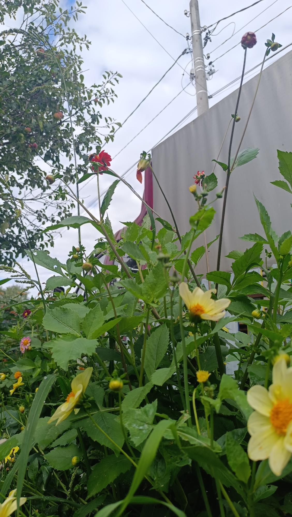 The image captures a close-up view of a garden filled with various flowers and greenery. The foreground is dominated by lush green leaves and several dahlia flowers in bloom, featuring yellow petals with orange centers. Some flowers are in bud stage, while others are fully open. A single red dahlia is visible in the upper left quadrant of the image. In the background, a grey wall, a utility pole with electrical wires, and a tree with red fruits can be seen. The sky is overcast with scattered clouds. The scene is outdoors and appears to be in a residential area given the presence of a wall and utility infrastructure. The location is stated to be Karsha, Russia. There are no people or animals visible in the image.
