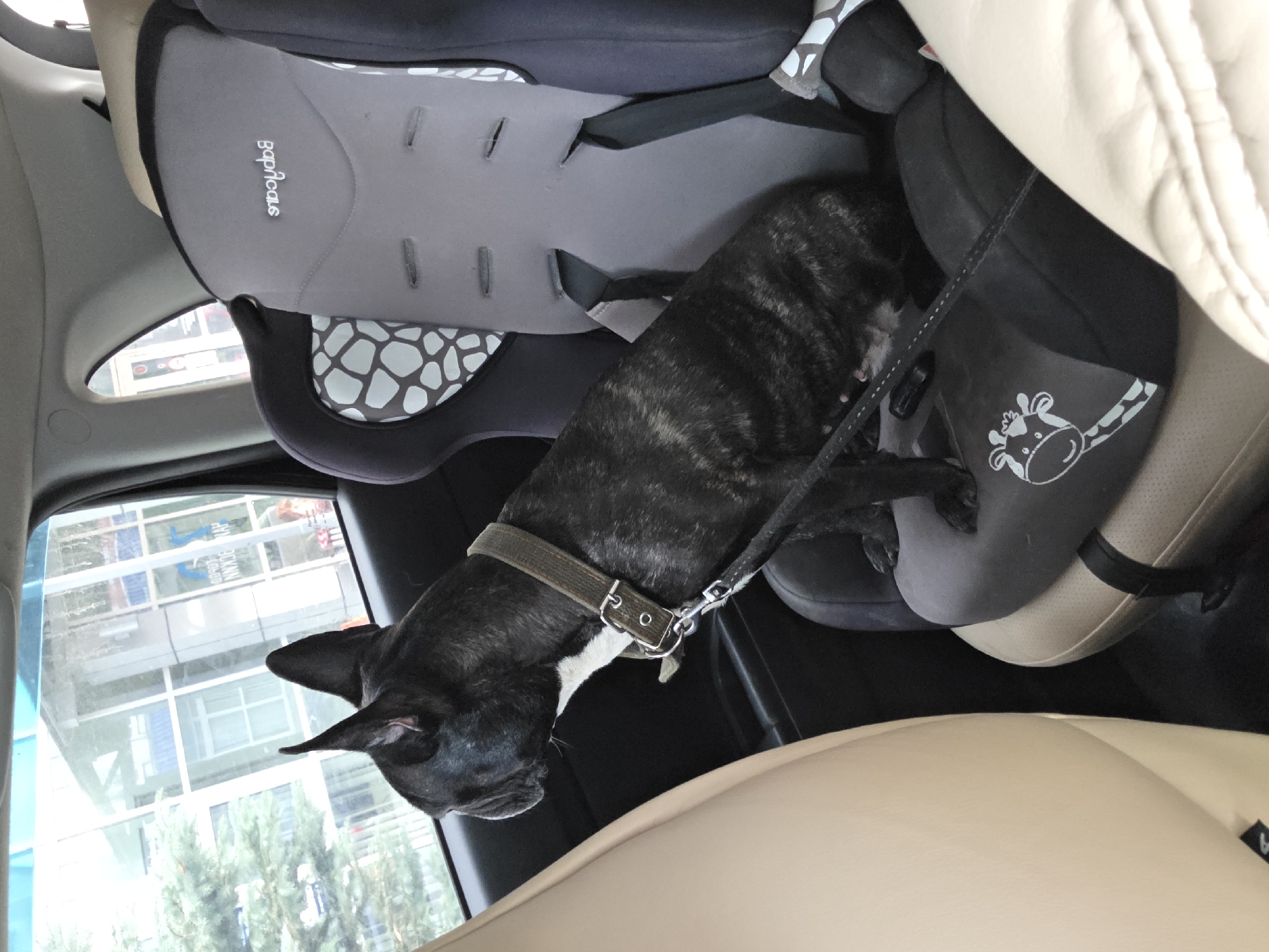 In the image, a French Bulldog is seen sitting in the back seat of a car. The dog is wearing a collar and leash. The car seat the dog is sitting on is gray and has a patterned design. The car interior is visible, including a cream-colored leather seat. Through the car window, a modern building with large windows and some trees can be seen.
The image appears to have been taken during the day. The specific time of day and weather conditions are not discernible. The presence of a car seat suggests a travel context. The dog's expression is neutral.
There is text visible on the car seat, which reads "Bopomcaus".
