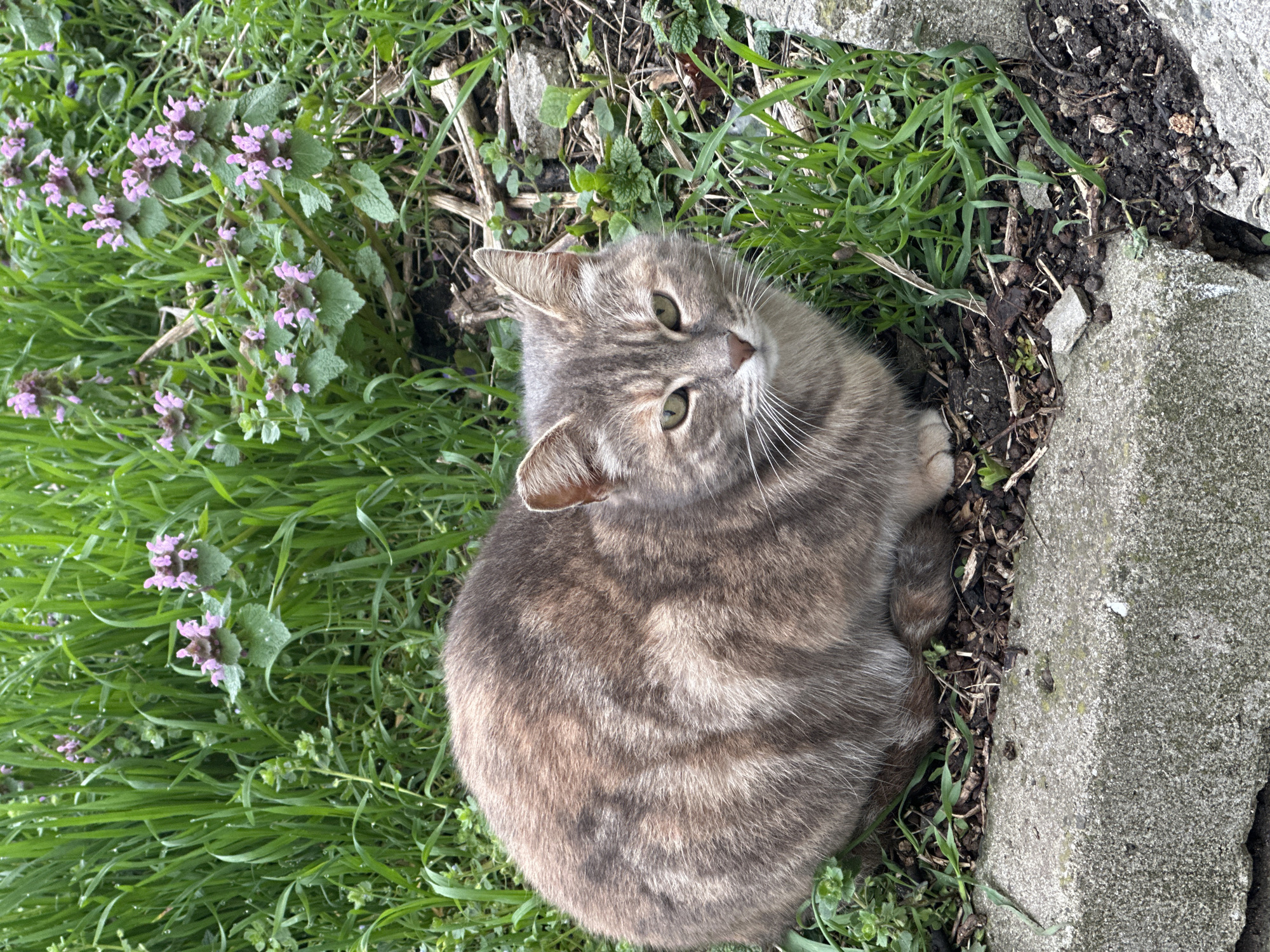 A gray tabby cat is curled up on the ground next to a concrete slab. The ground is covered with grass, some small purple flowers, and some bare soil with leaf litter. The location is Burgas, Bulgaria.