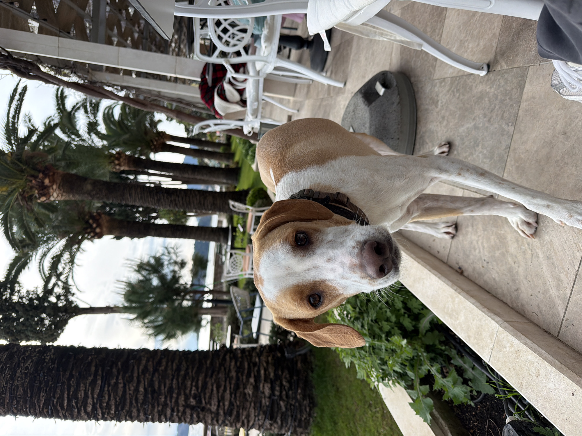 A medium-sized, short-haired dog with tan and white markings stands on a stone patio. The dog wears a dark collar. White chairs and a small round table are nearby. Palm trees are visible in the background, suggesting a coastal or Mediterranean location. The scene is in Bečići, Montenegro, as determined by the location.